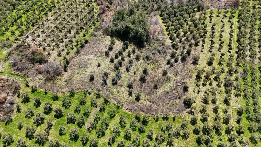 C21 Cius; Hamidiye Köyü’nde Yolu Olan, Tek Tapu Doğal Arazi - Görsel 5