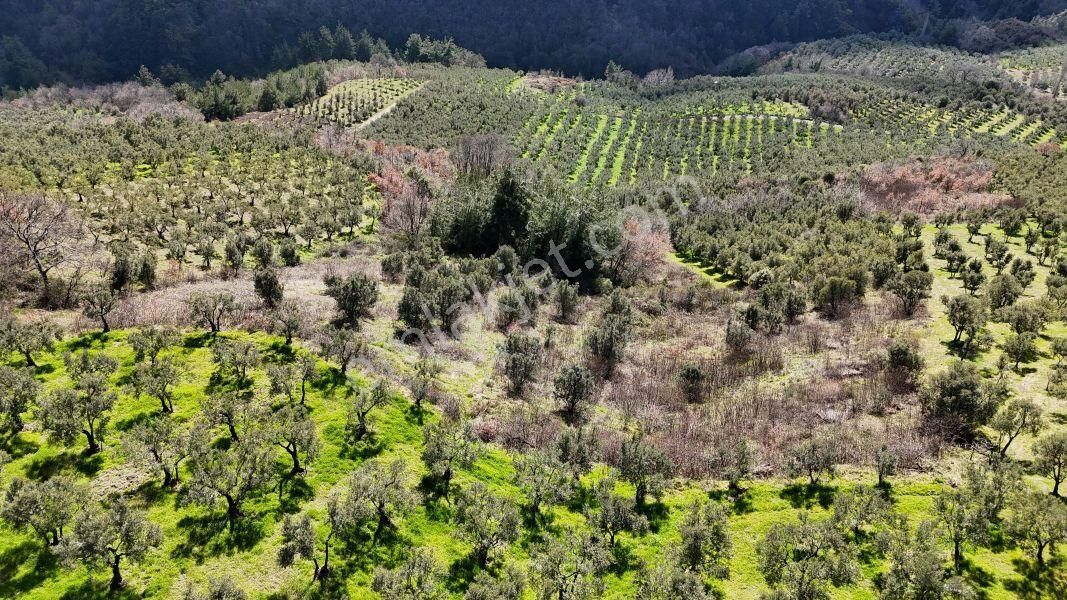 C21 Cius; Hamidiye Köyü’nde Yolu Olan, Tek Tapu Doğal Arazi - Görsel 10