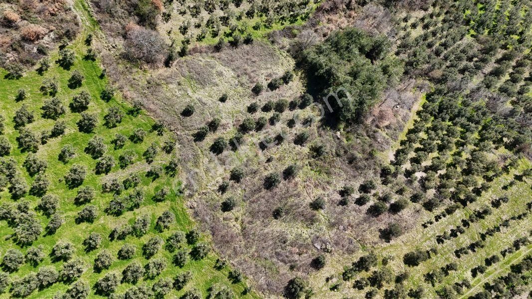 C21 Cius; Hamidiye Köyü’nde Yolu Olan, Tek Tapu Doğal Arazi - Görsel 3