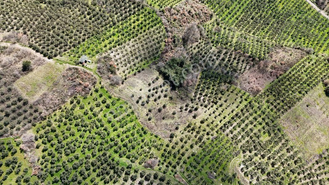 C21 Cius; Hamidiye Köyü’nde Yolu Olan, Tek Tapu Doğal Arazi - Görsel 2
