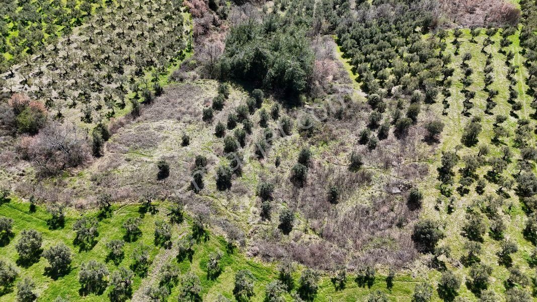 C21 Cius; Hamidiye Köyü’nde Yolu Olan, Tek Tapu Doğal Arazi - Görsel 7