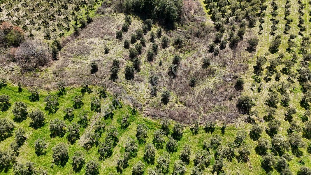 C21 Cius; Hamidiye Köyü’nde Yolu Olan, Tek Tapu Doğal Arazi - Görsel 6
