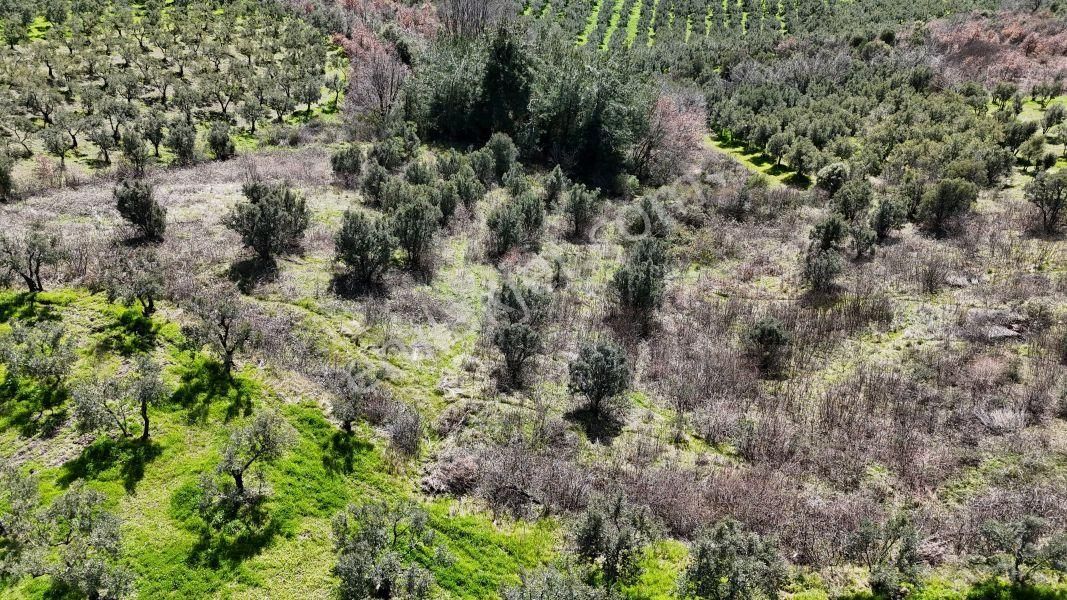 C21 Cius; Hamidiye Köyü’nde Yolu Olan, Tek Tapu Doğal Arazi - Görsel 8