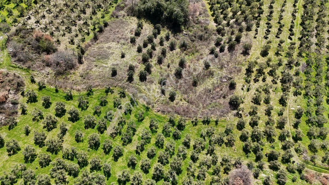 C21 Cius; Hamidiye Köyü’nde Yolu Olan, Tek Tapu Doğal Arazi - Görsel 4