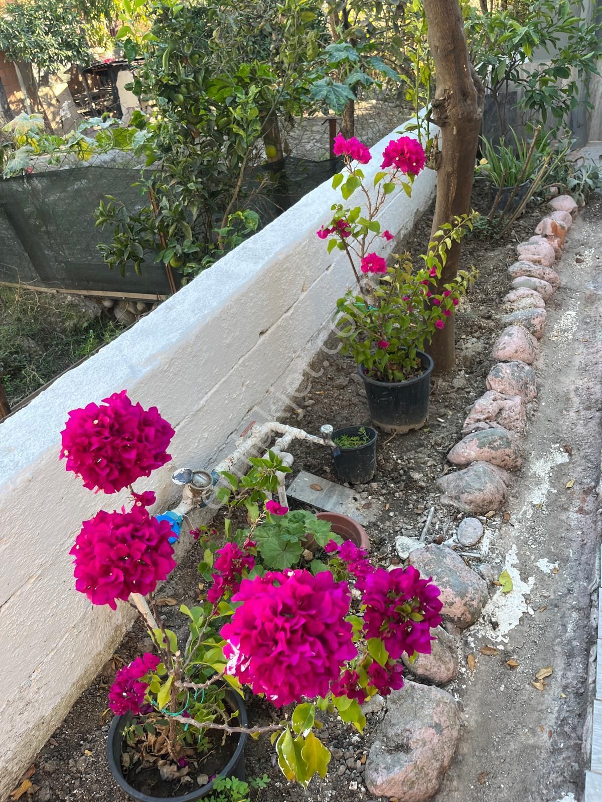 Tuana Emlak'tan Gülpınar'da 3+1 Müstakil Ev - Görsel 21