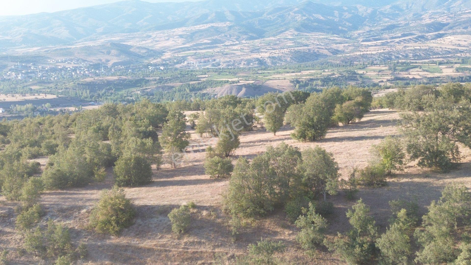 Amasya / Hamamözü / Damladere De 1.107 M² Müstakil Tarla - Görsel 2