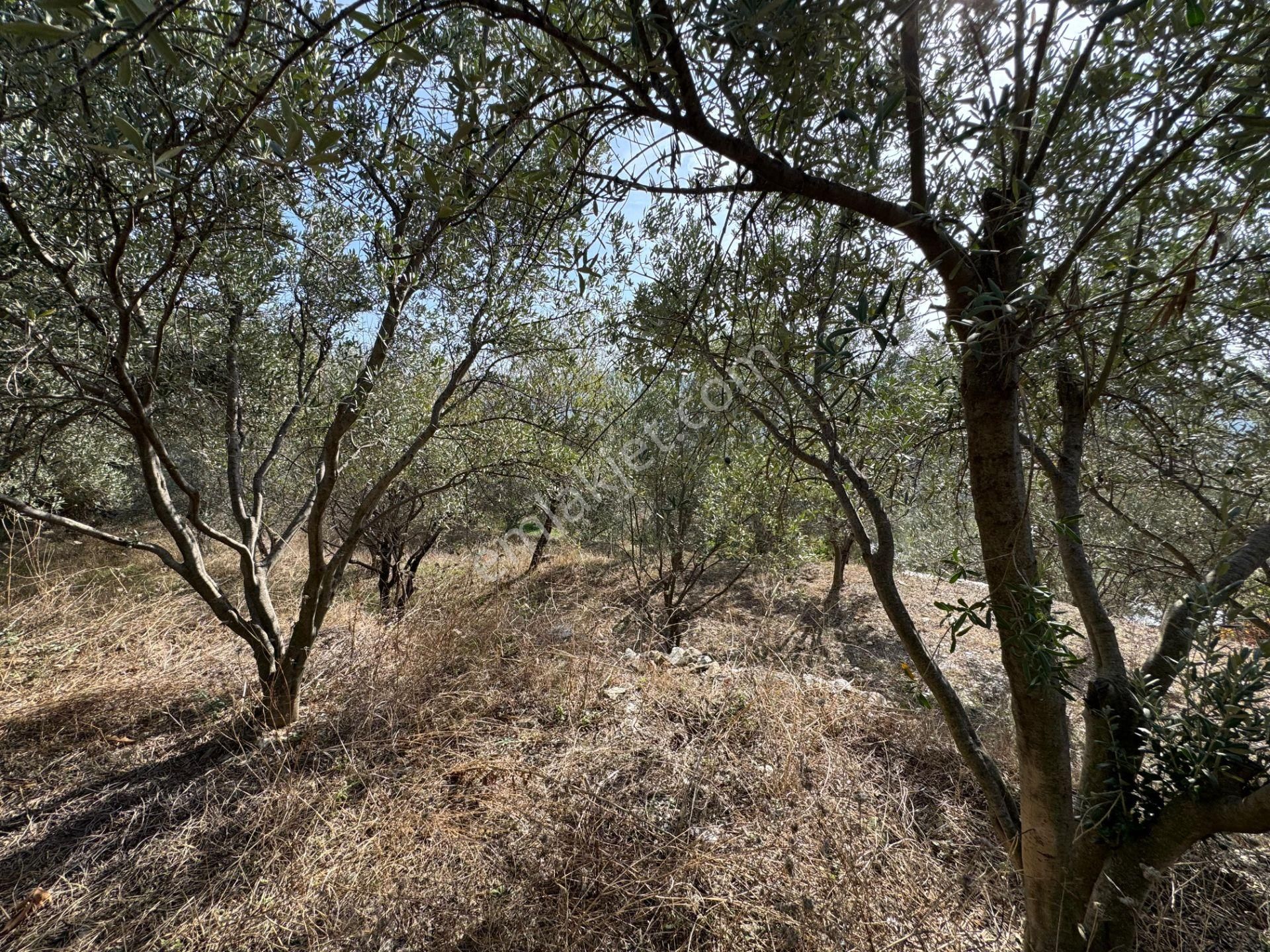 Alanya'da Köy Yerleşimi İçinde Hobi Bahçesine Uygun Kupon Tarla - Görsel 10