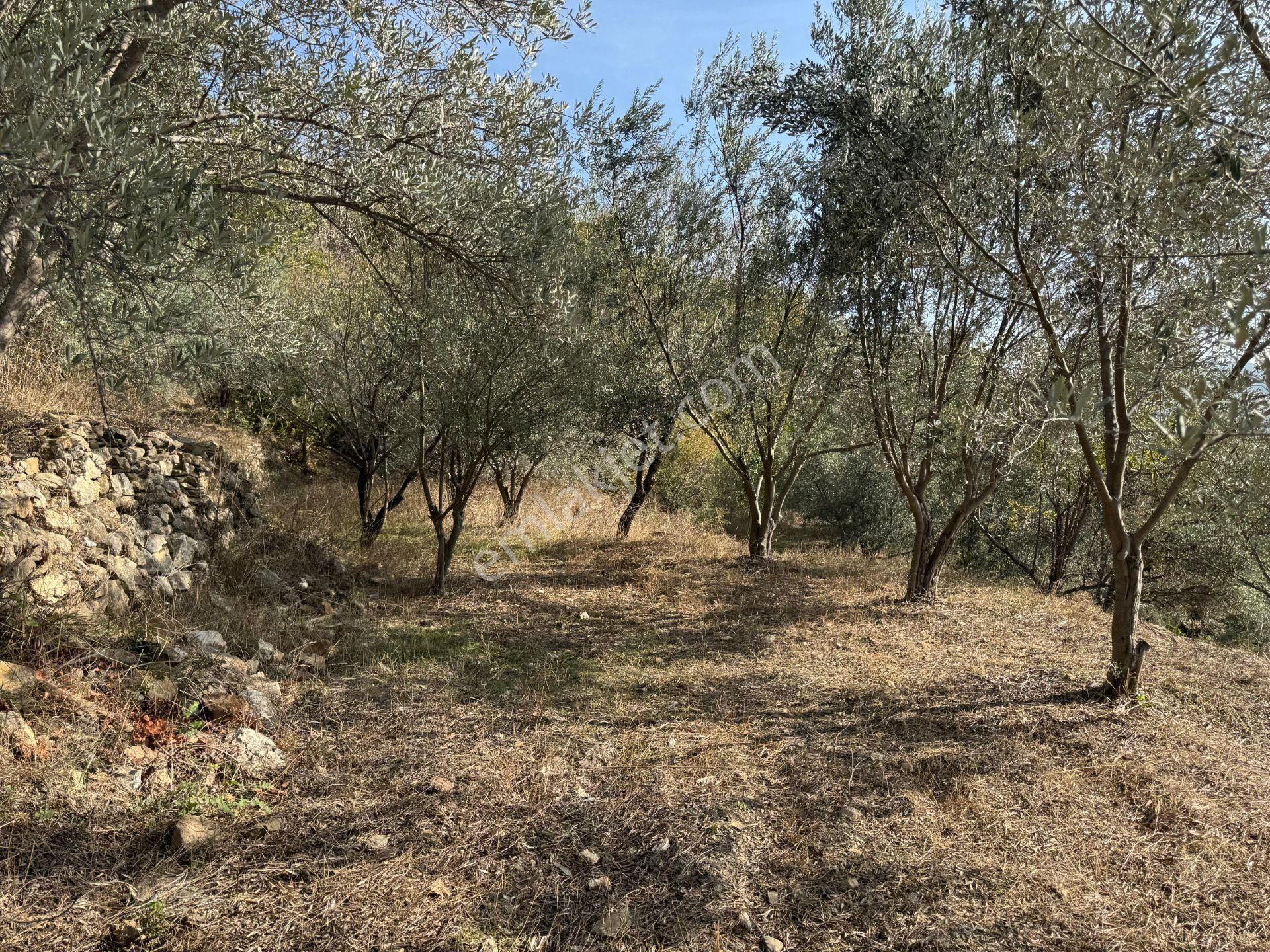 Alanya'da Köy Yerleşimi İçinde Hobi Bahçesine Uygun Kupon Tarla - Görsel 11