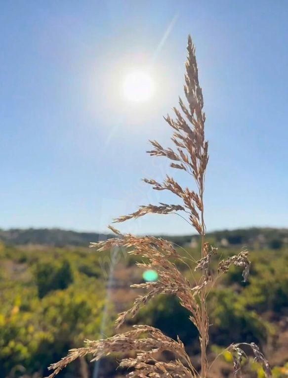 Yatırımlık Üzüm Bağı - Görsel 2