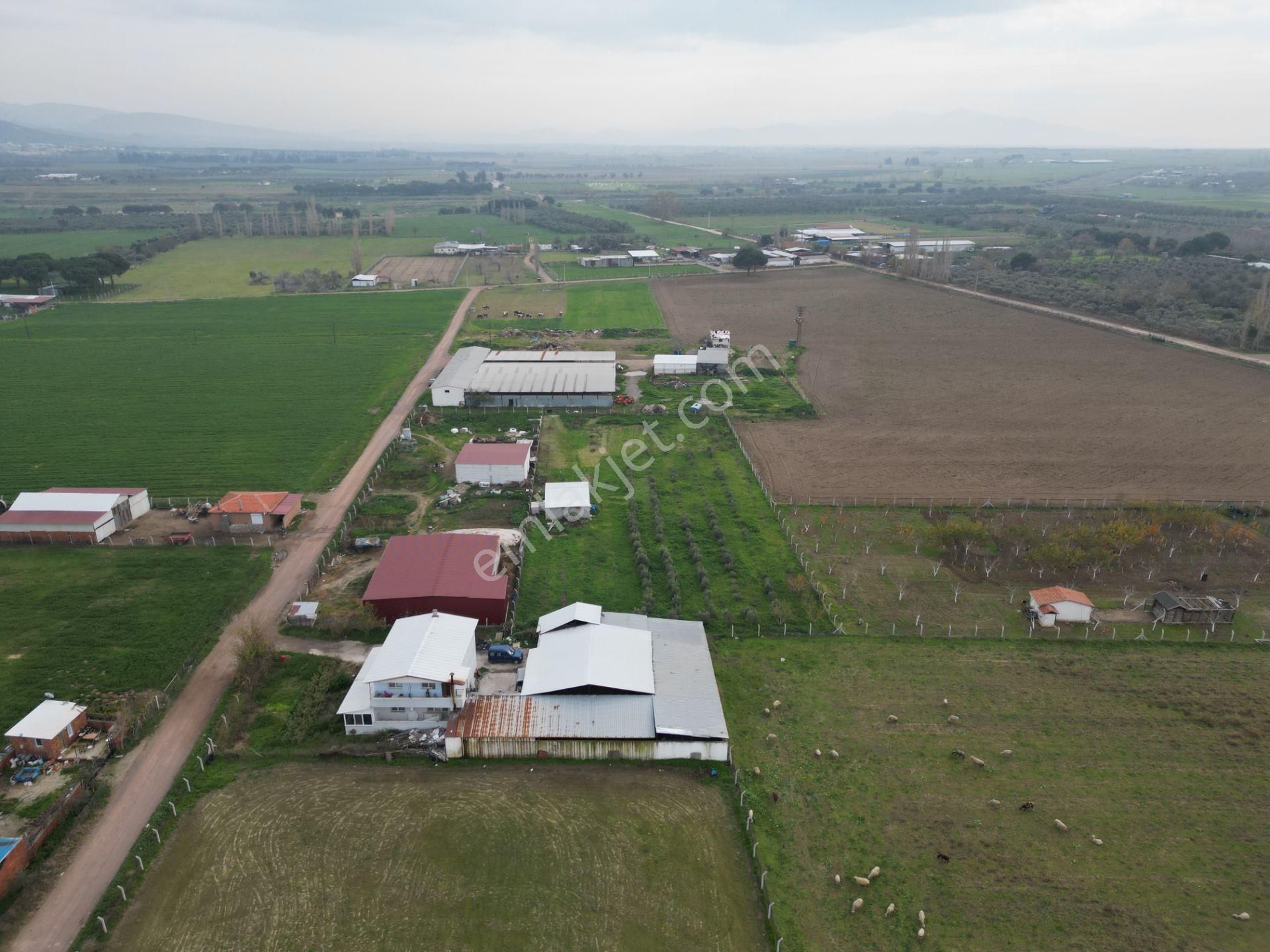 Ayvalık Altınova'da Satılık 3534m2 Bağ Tapulu Tarla - Görsel 13