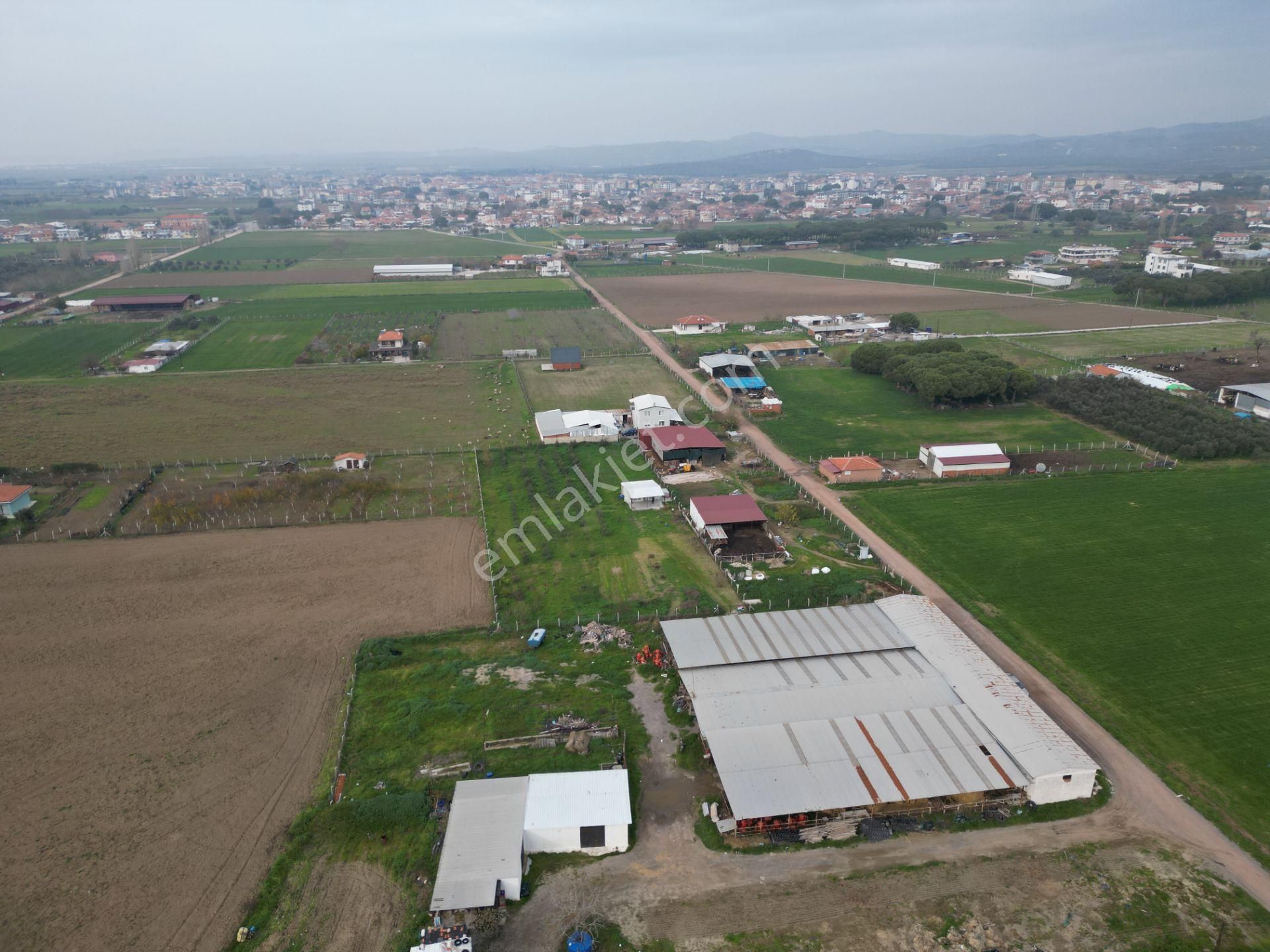 Ayvalık Altınova'da Satılık 3534m2 Bağ Tapulu Tarla - Görsel 18