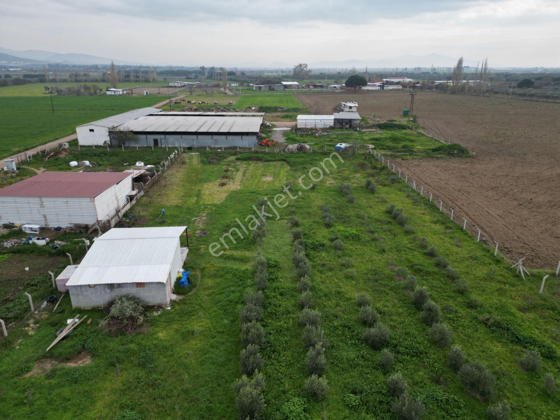 Ayvalık Altınova'da Satılık 3534m2 Bağ Tapulu Tarla - Görsel 11