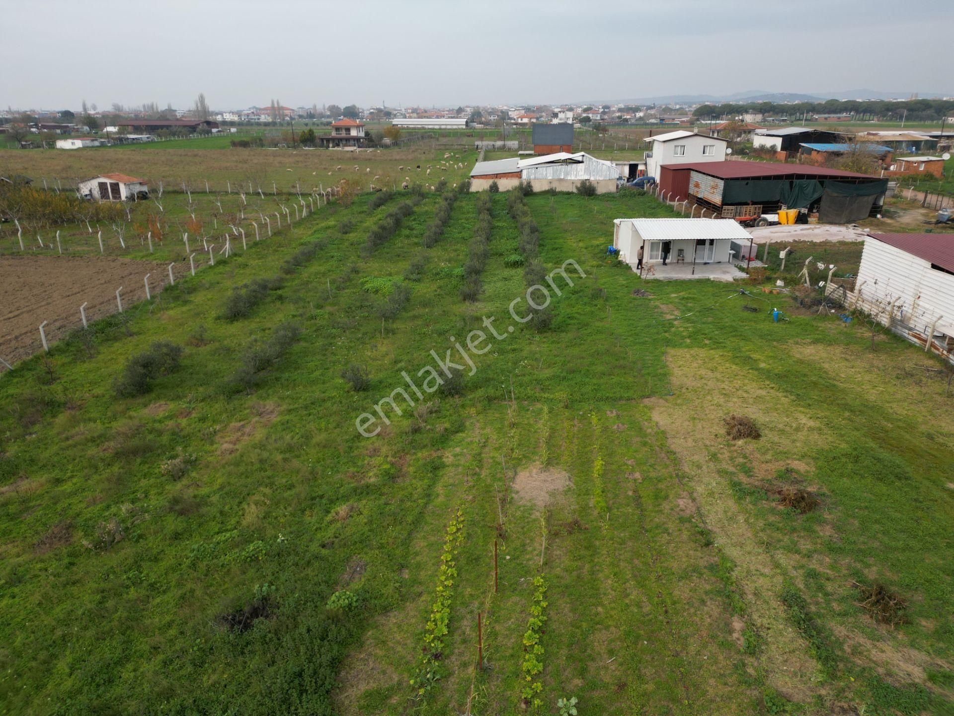 Ayvalık Altınova'da Satılık 3534m2 Bağ Tapulu Tarla - Görsel 27