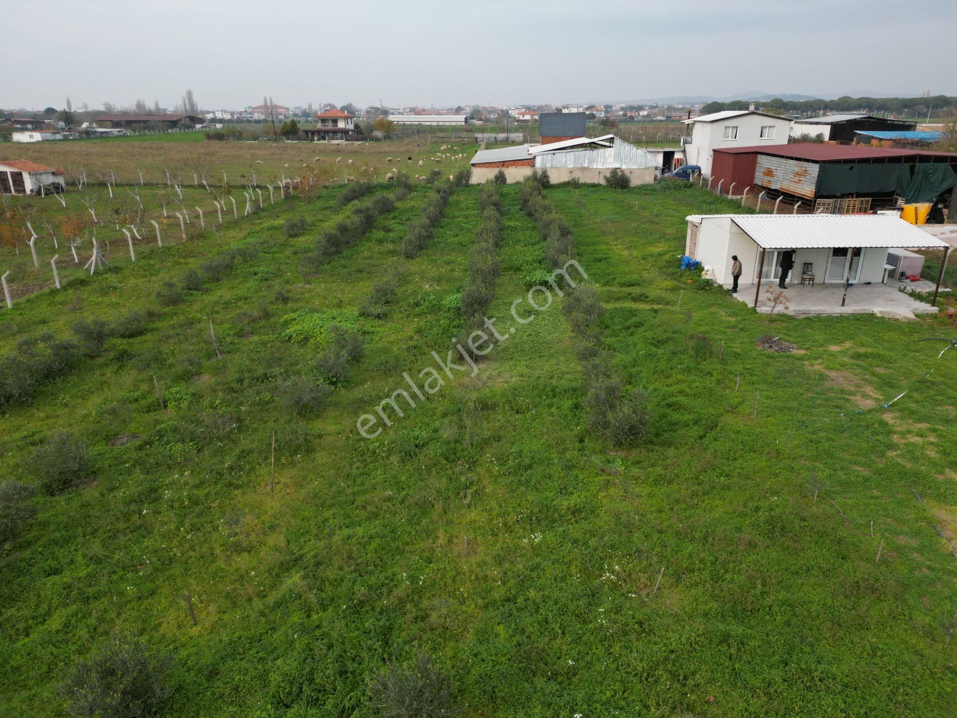 Ayvalık Altınova'da Satılık 3534m2 Bağ Tapulu Tarla - Görsel 26