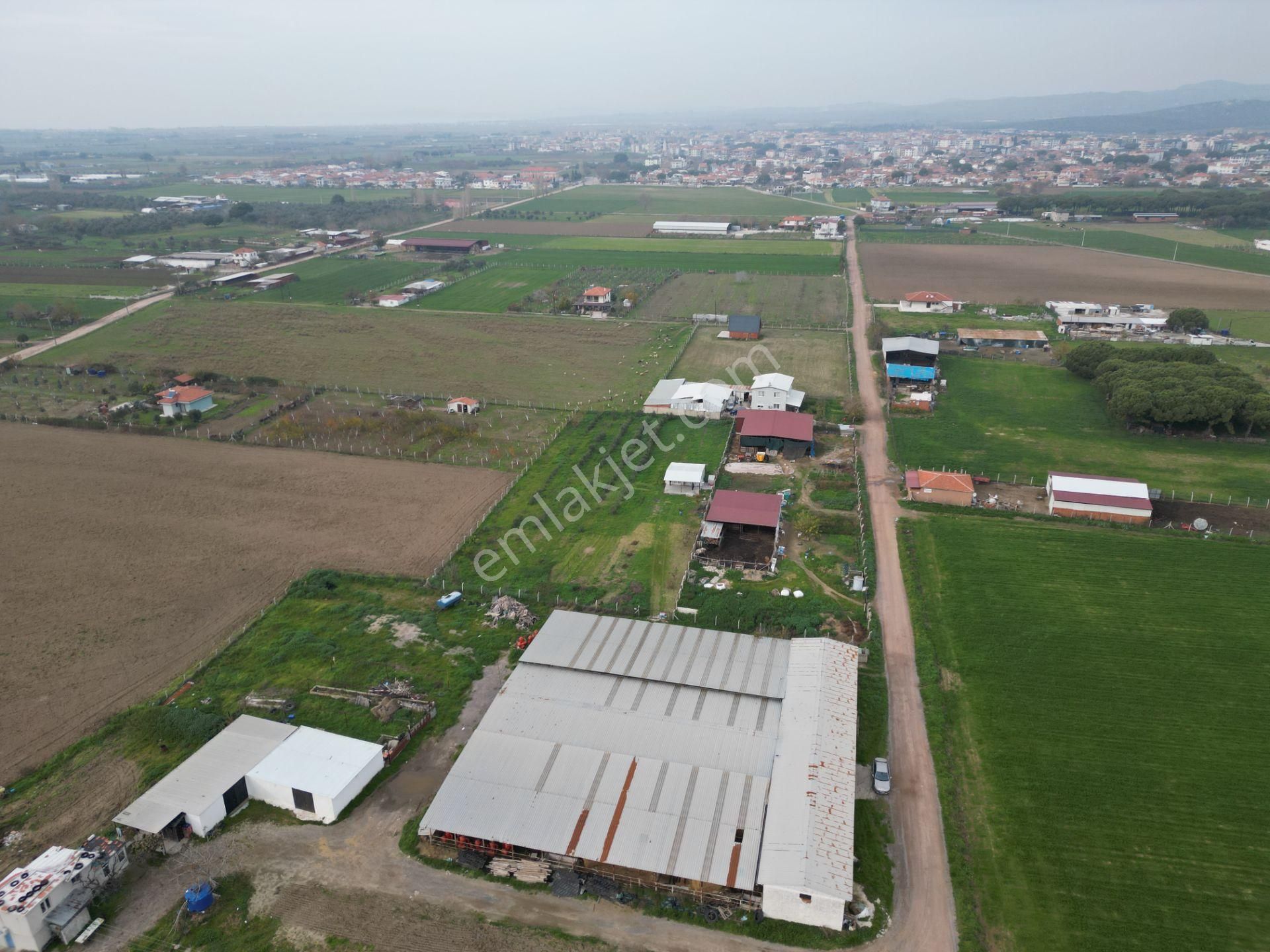 Ayvalık Altınova'da Satılık 3534m2 Bağ Tapulu Tarla - Görsel 19