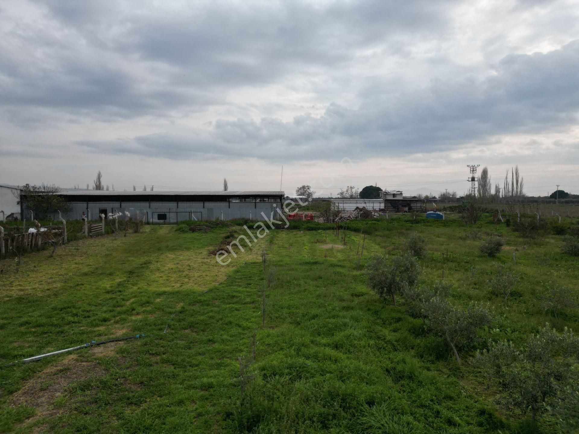 Ayvalık Altınova'da Satılık 3534m2 Bağ Tapulu Tarla - Görsel 10