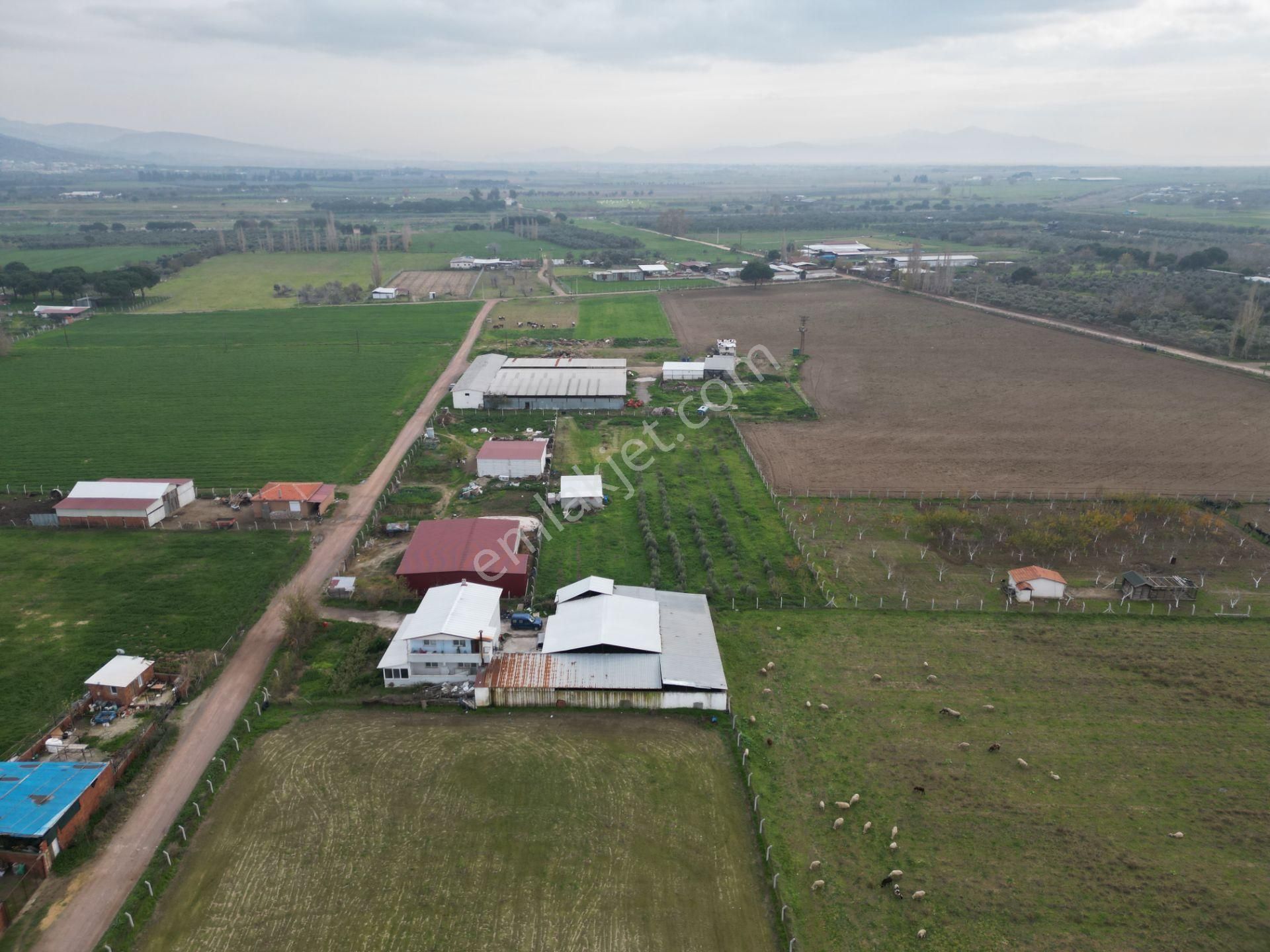 Ayvalık Altınova'da Satılık 3534m2 Bağ Tapulu Tarla - Görsel 12