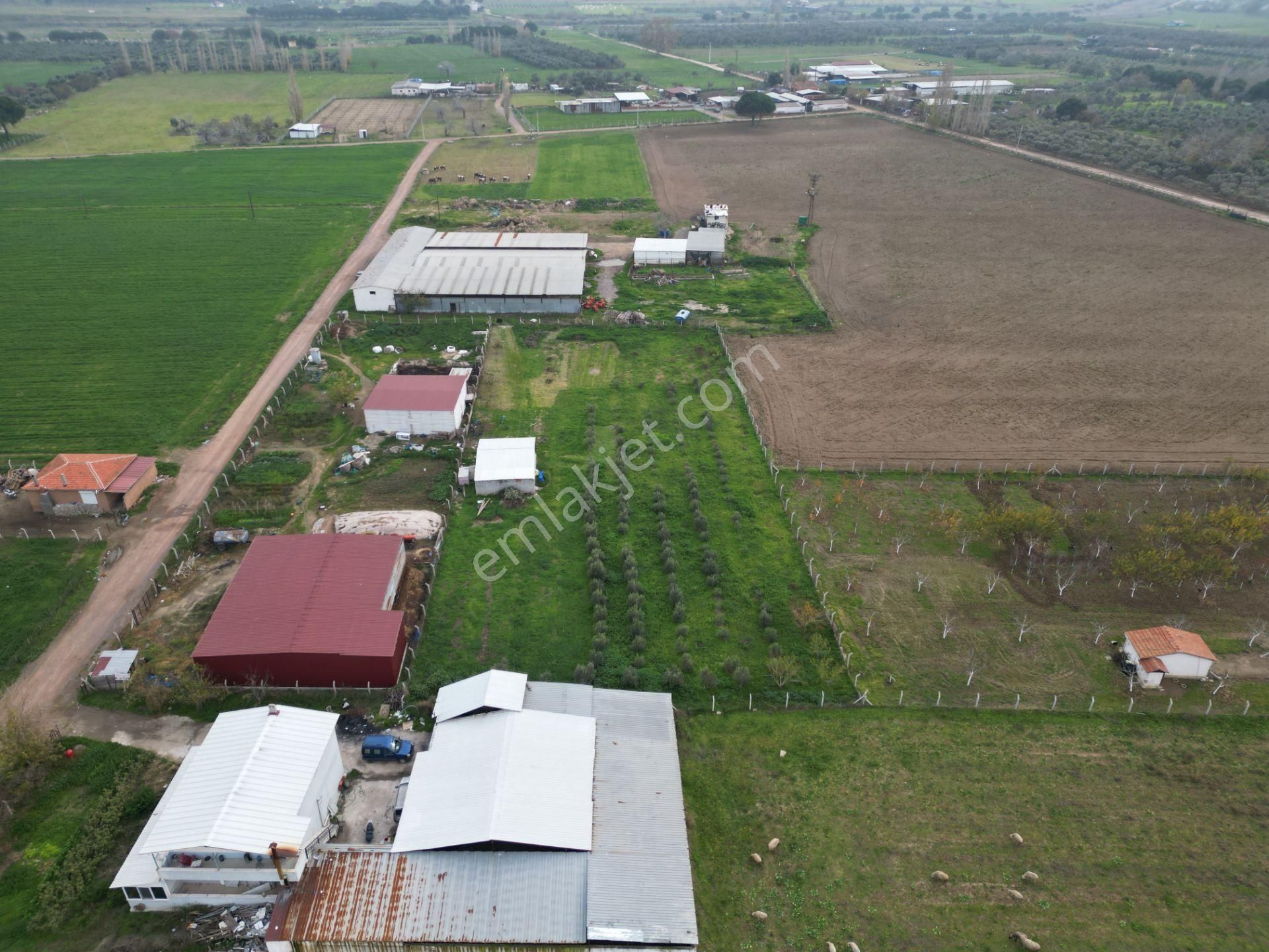 Ayvalık Altınova'da Satılık 3534m2 Bağ Tapulu Tarla - Görsel 15