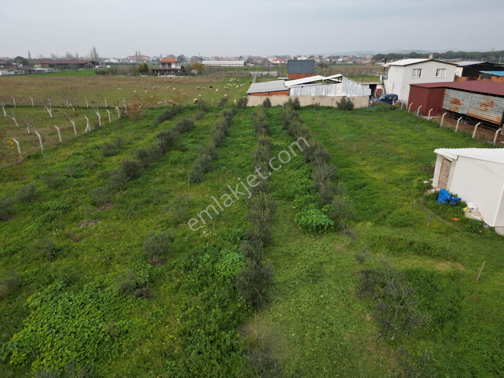 Ayvalık Altınova'da Satılık 3534m2 Bağ Tapulu Tarla - Görsel 25