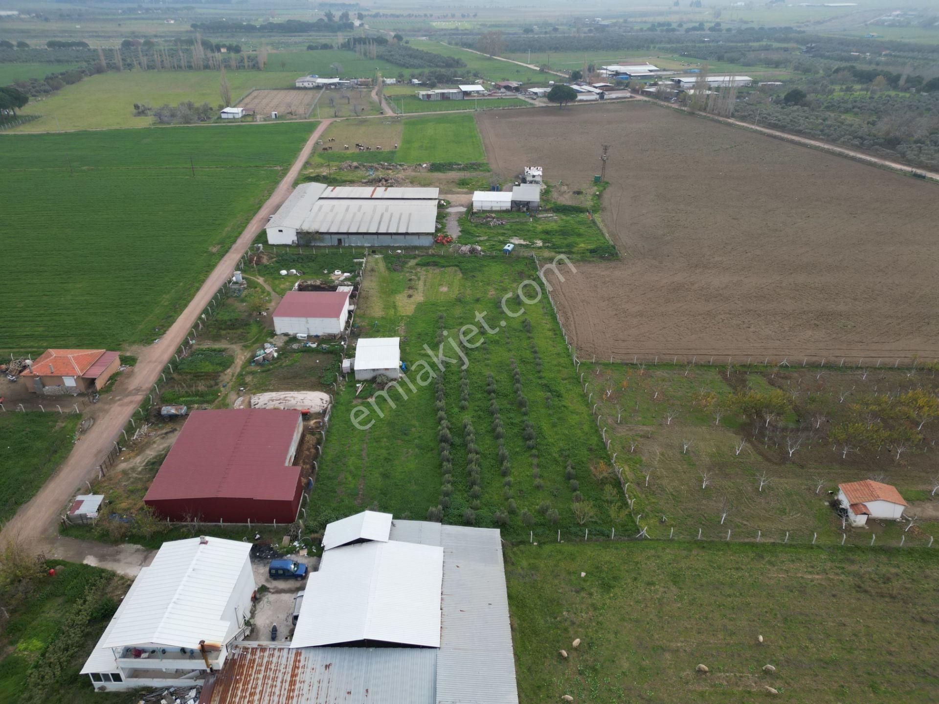 Ayvalık Altınova'da Satılık 3534m2 Bağ Tapulu Tarla - Görsel 14