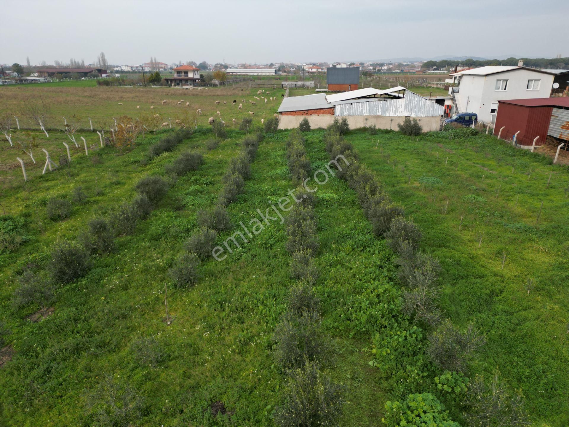 Ayvalık Altınova'da Satılık 3534m2 Bağ Tapulu Tarla - Görsel 24