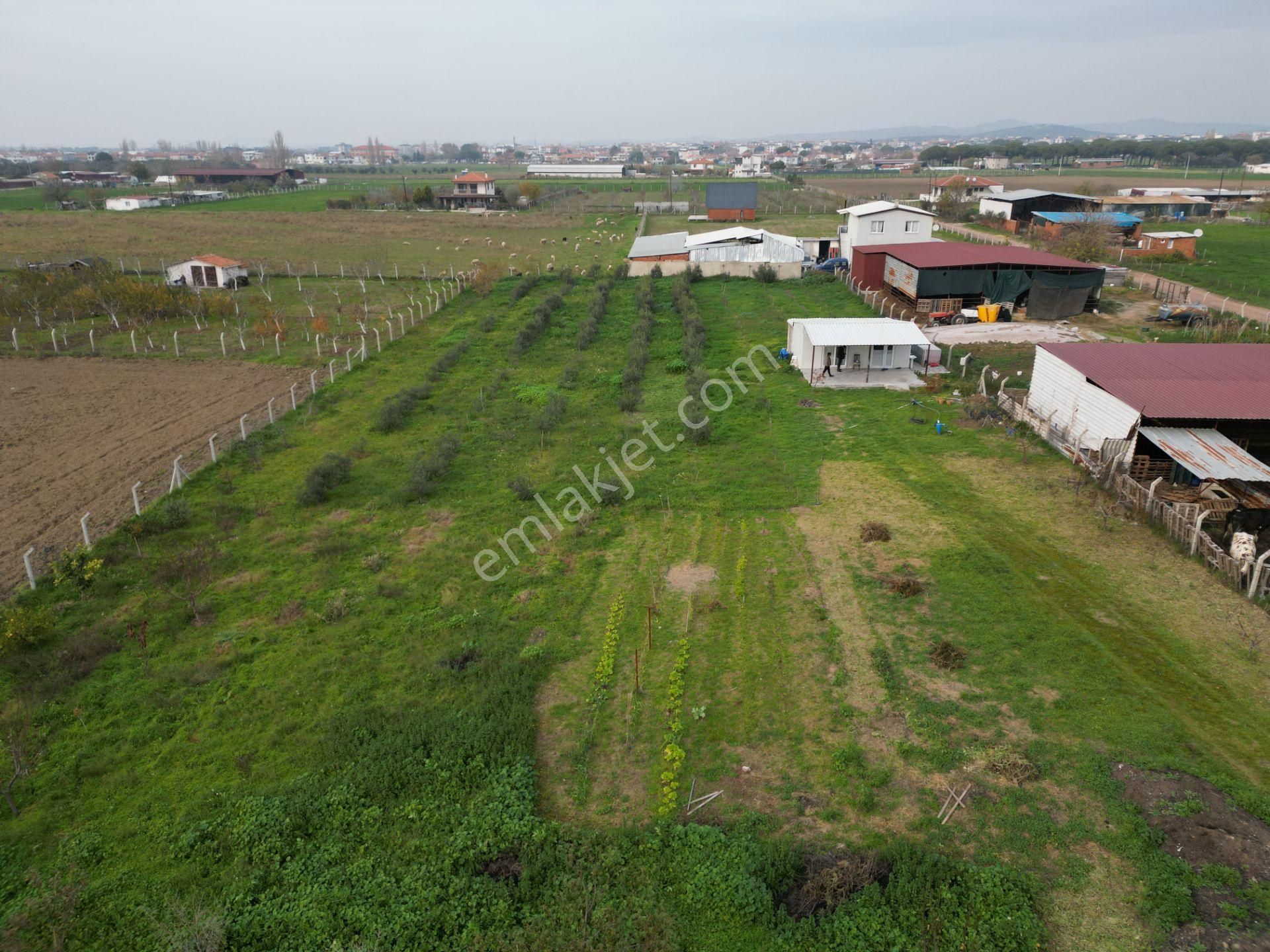 Ayvalık Altınova'da Satılık 3534m2 Bağ Tapulu Tarla - Görsel 28