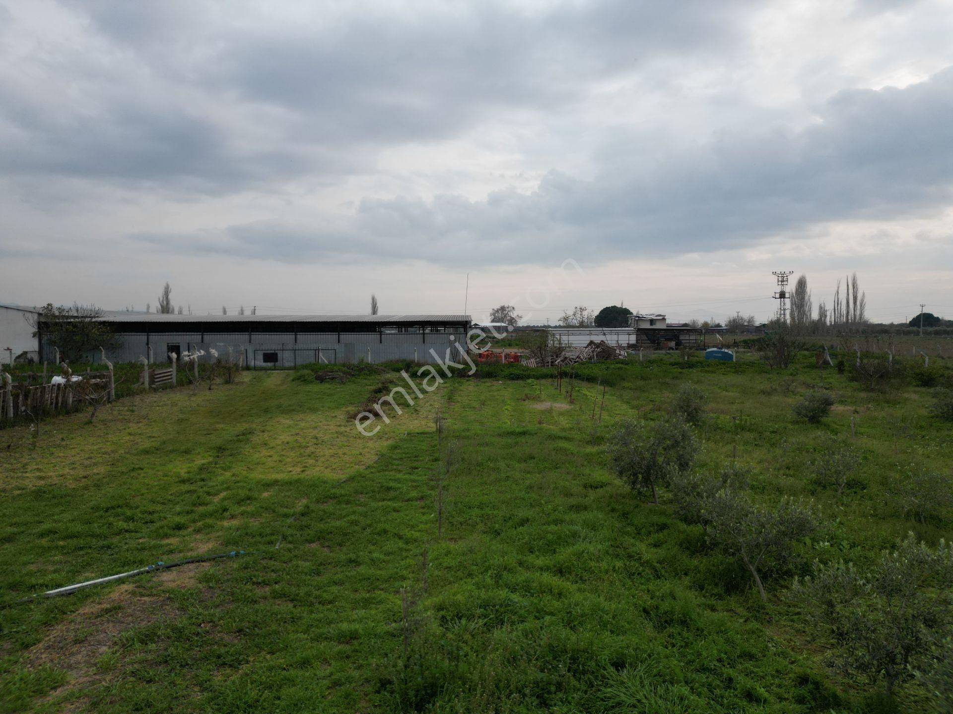 Ayvalık Altınova'da Satılık 3534m2 Bağ Tapulu Tarla - Görsel 9