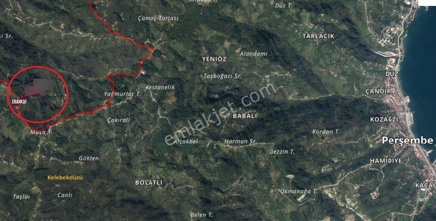 Ordu Perşembe Boğazcık Köyünde Satılık Verimli Fındık Bahçesi