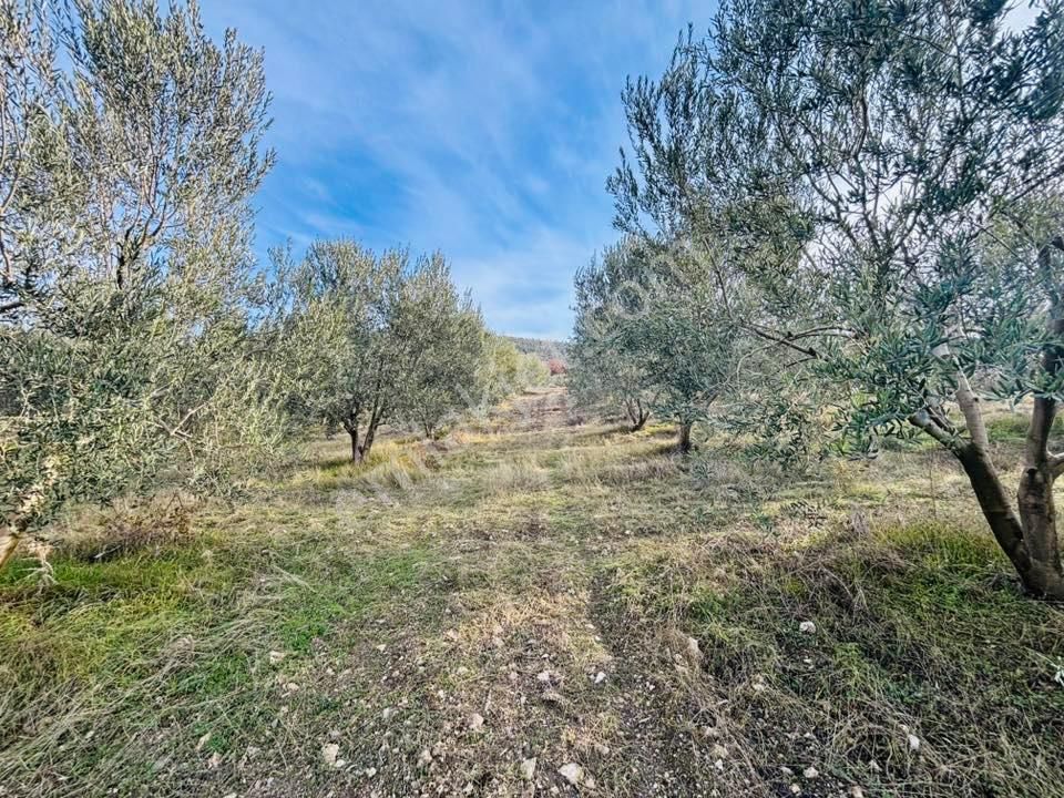 Tc Emlaktan Satılık Zeytinlik 23 Dönüm
