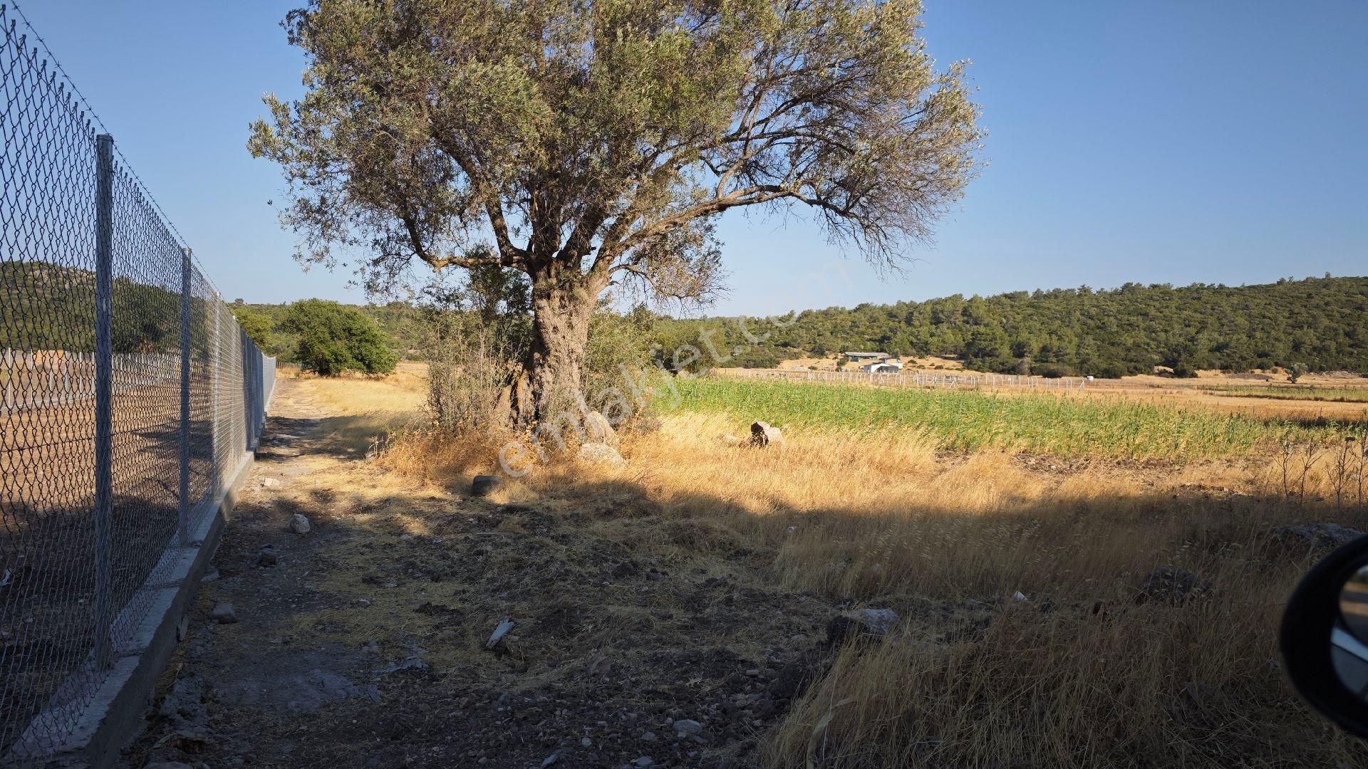 Urla Kadıovacık Köyü Satılık Tek Tapu Tarla - Görsel 2