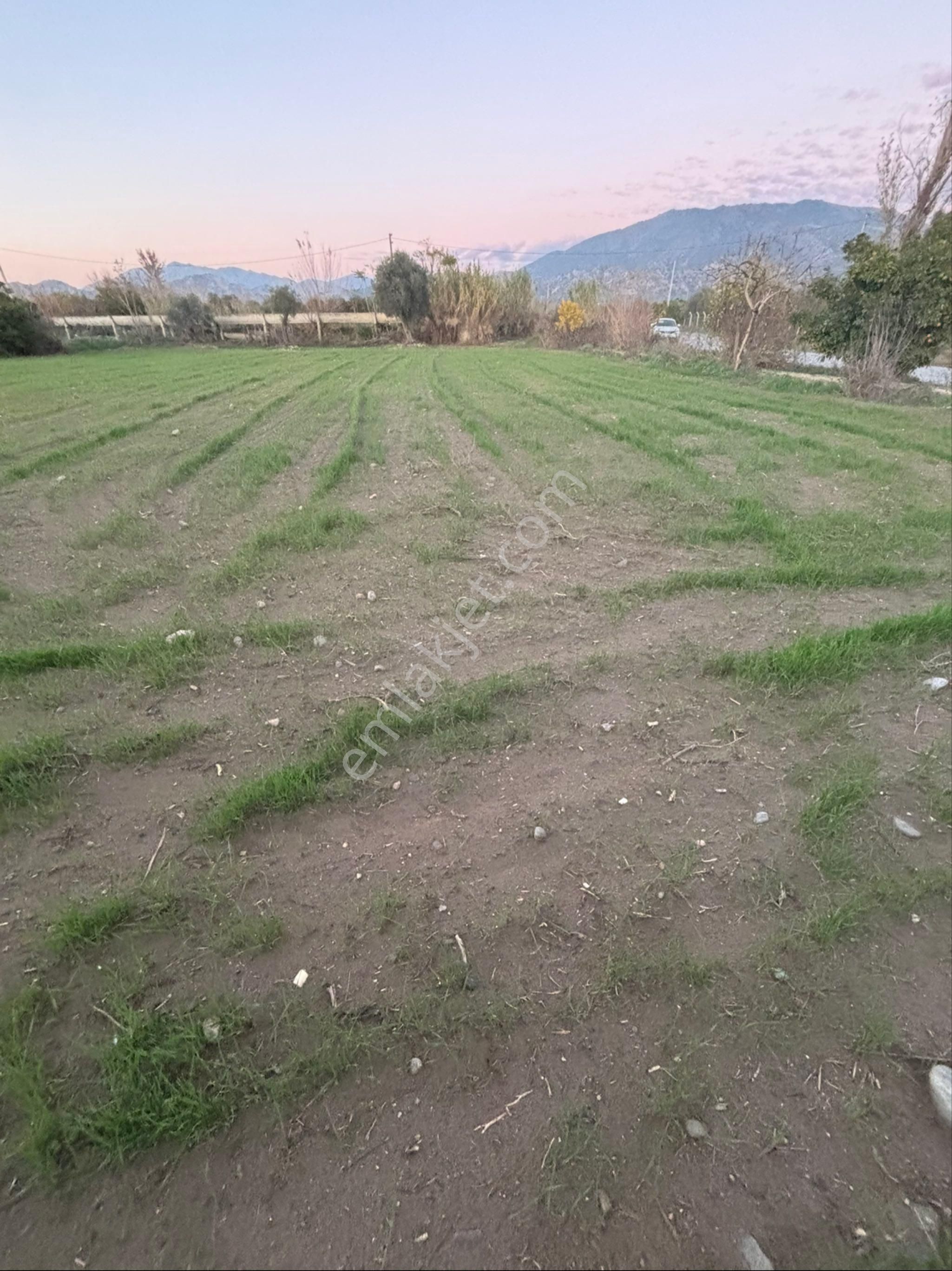 Sezgin Emlak Dan Nazilli Sinekler Asfalt Kenarı Satılık Bahçe - Görsel 17