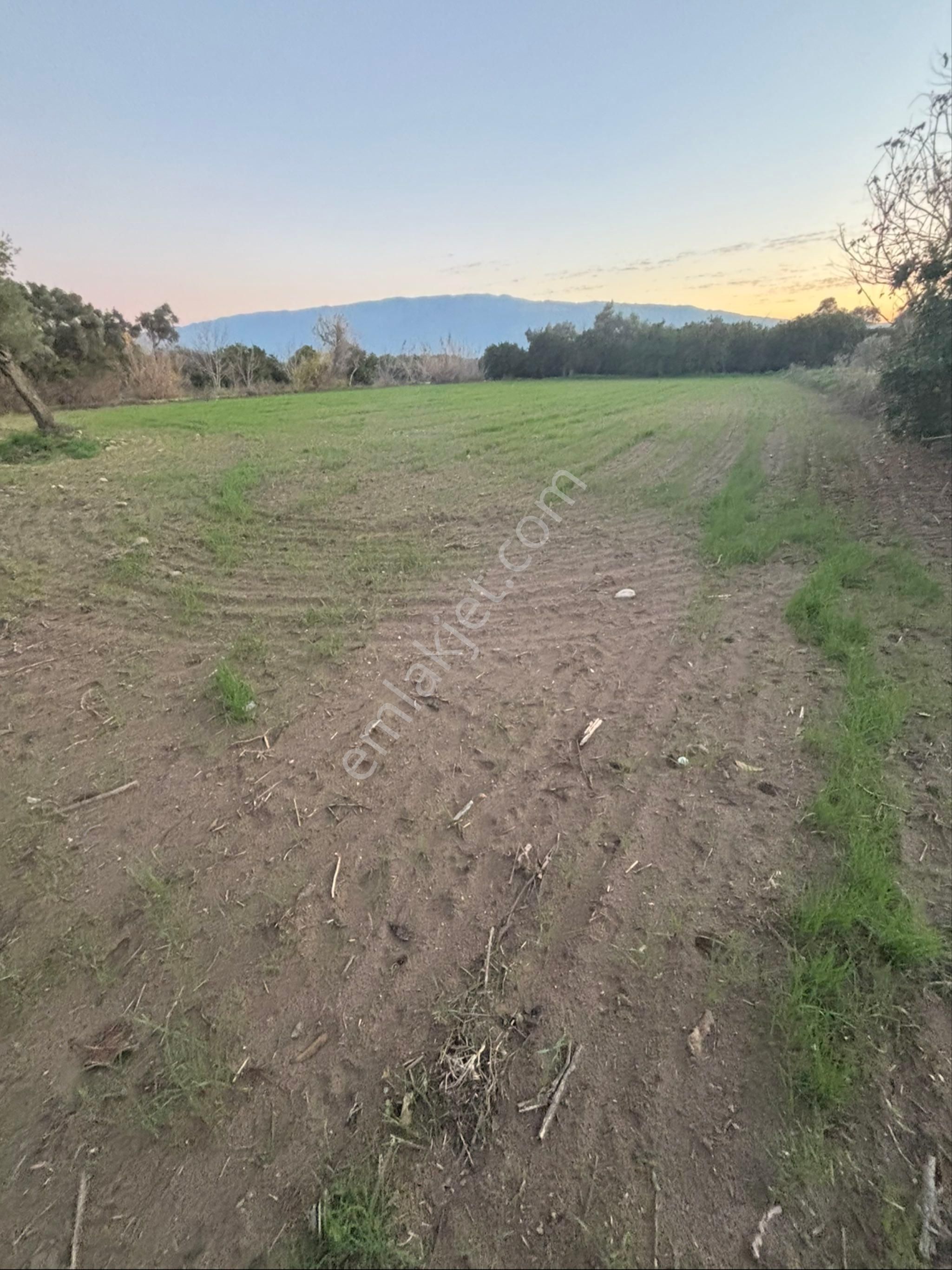 Sezgin Emlak Dan Nazilli Sinekler Asfalt Kenarı Satılık Bahçe - Görsel 9