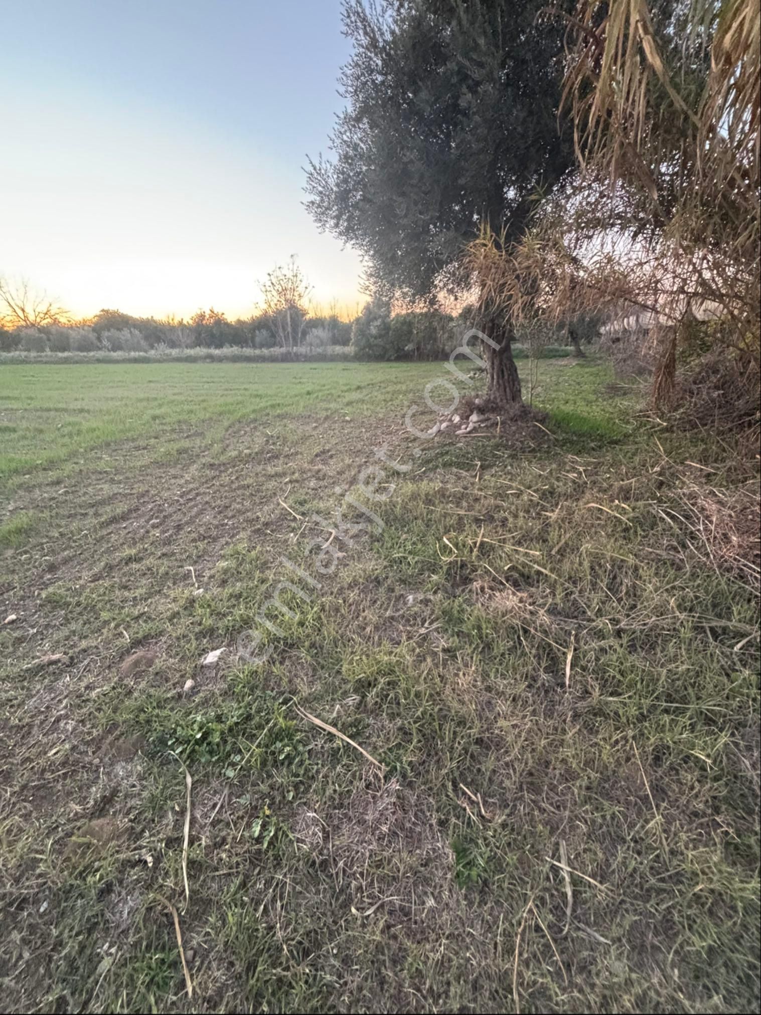 Sezgin Emlak Dan Nazilli Sinekler Asfalt Kenarı Satılık Bahçe - Görsel 22