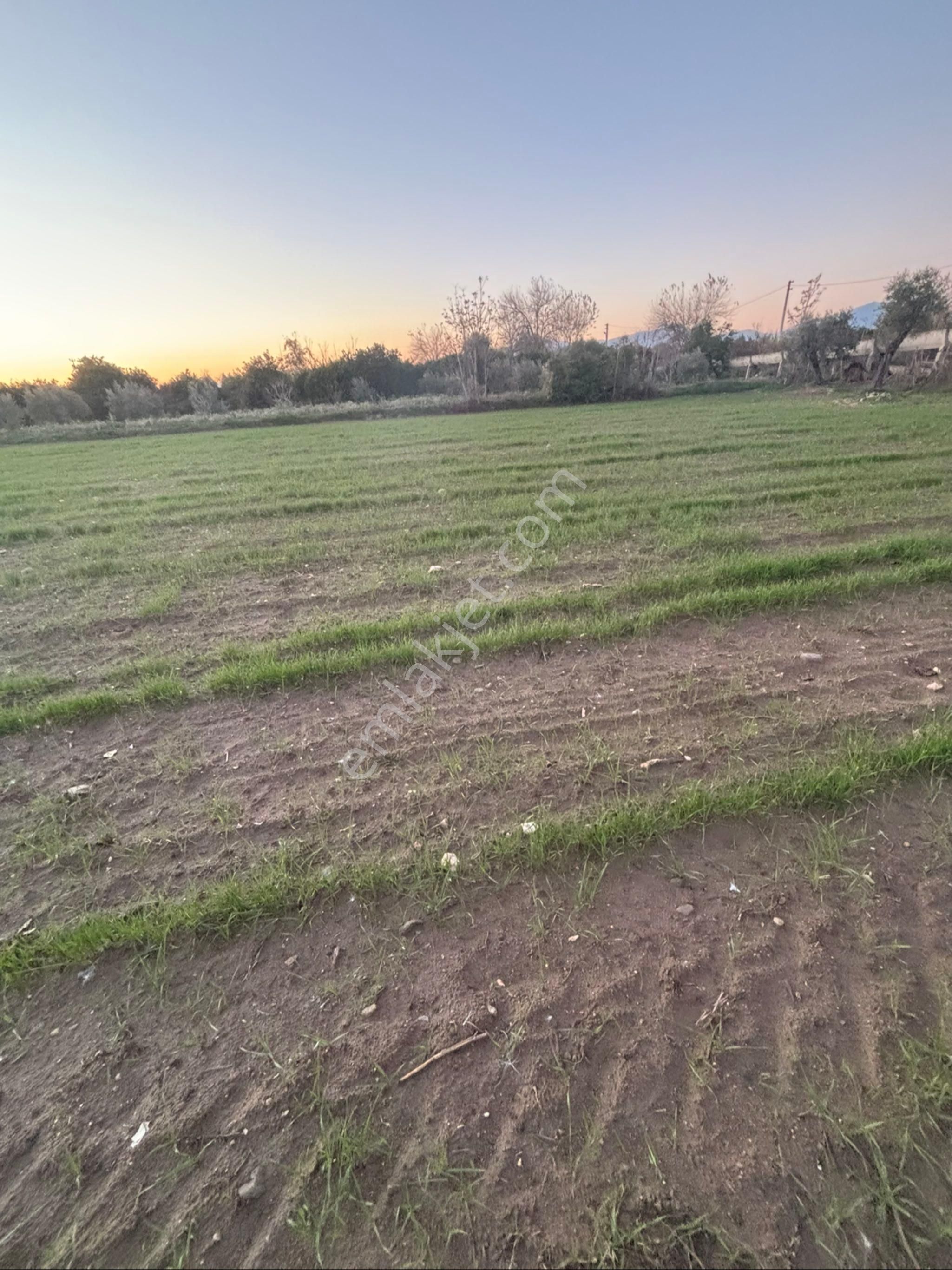 Sezgin Emlak Dan Nazilli Sinekler Asfalt Kenarı Satılık Bahçe - Görsel 19