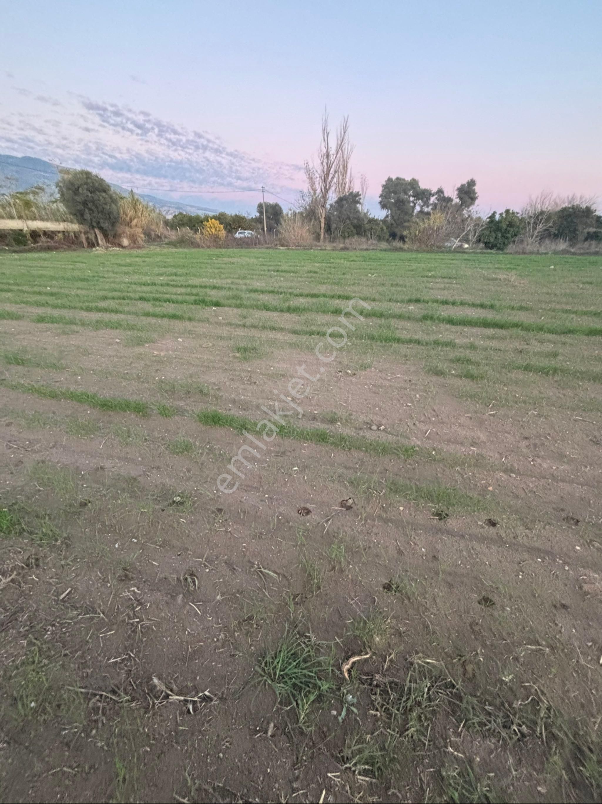 Sezgin Emlak Dan Nazilli Sinekler Asfalt Kenarı Satılık Bahçe - Görsel 11
