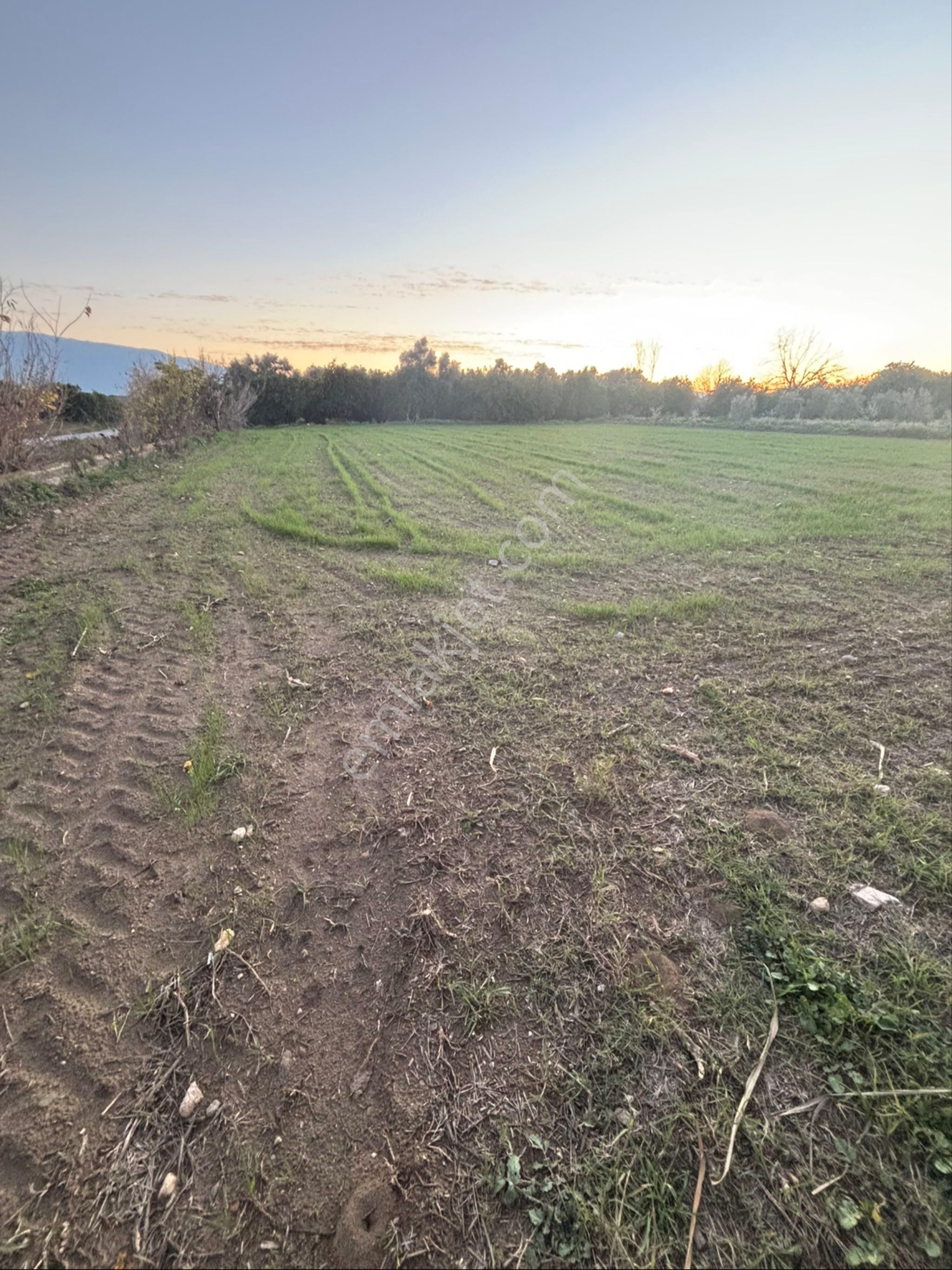 Sezgin Emlak Dan Nazilli Sinekler Asfalt Kenarı Satılık Bahçe - Görsel 24