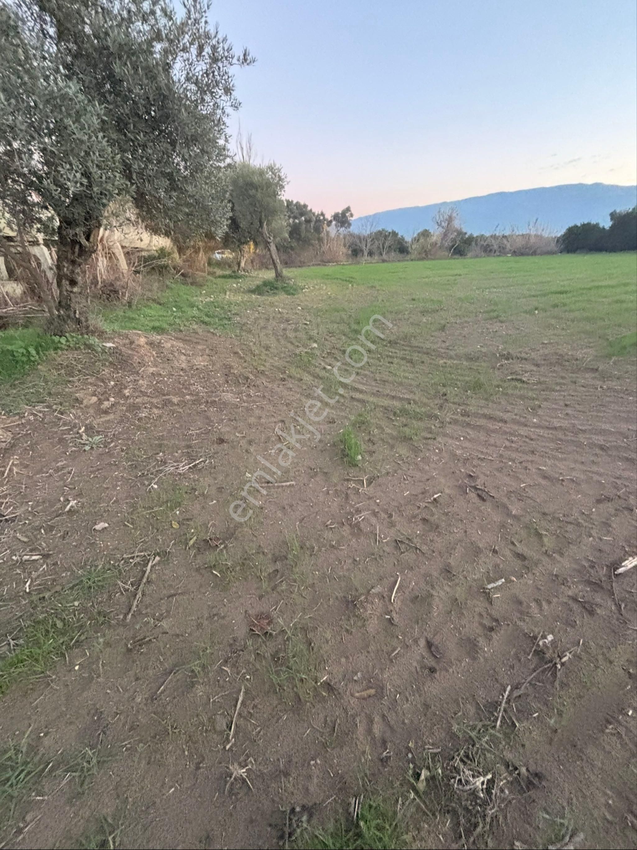 Sezgin Emlak Dan Nazilli Sinekler Asfalt Kenarı Satılık Bahçe - Görsel 10