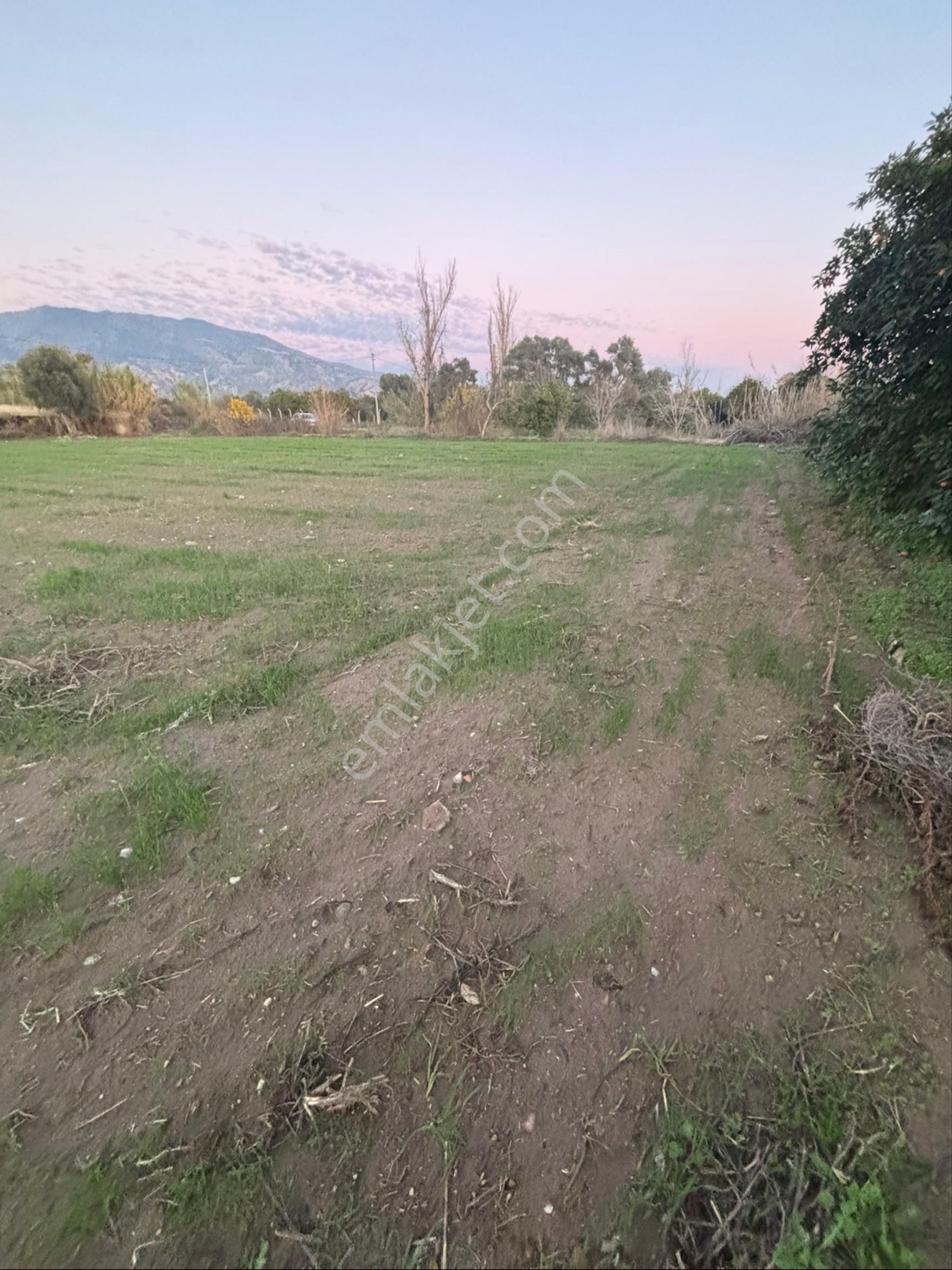 Sezgin Emlak Dan Nazilli Sinekler Asfalt Kenarı Satılık Bahçe - Görsel 13