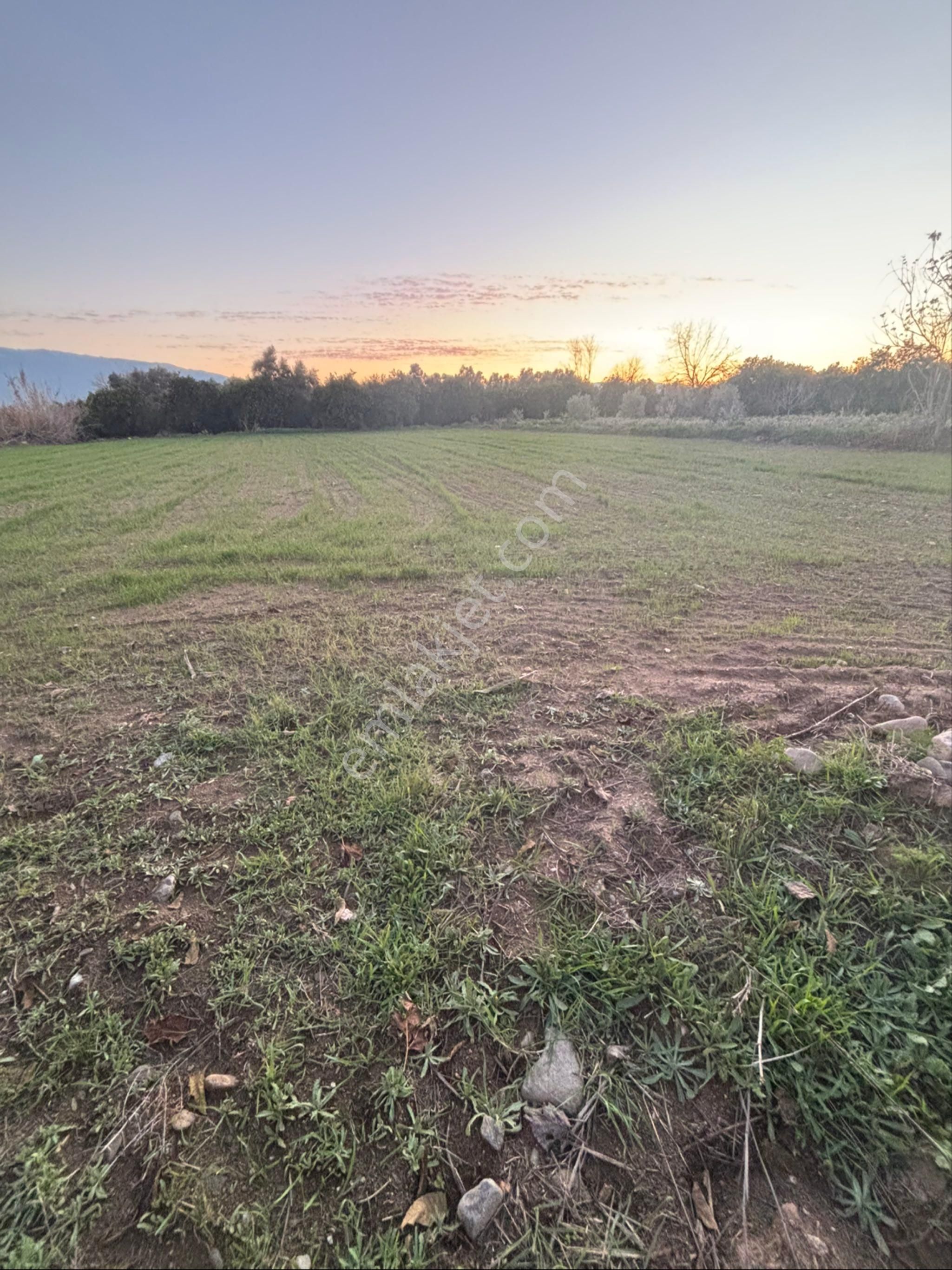 Sezgin Emlak Dan Nazilli Sinekler Asfalt Kenarı Satılık Bahçe - Görsel 8