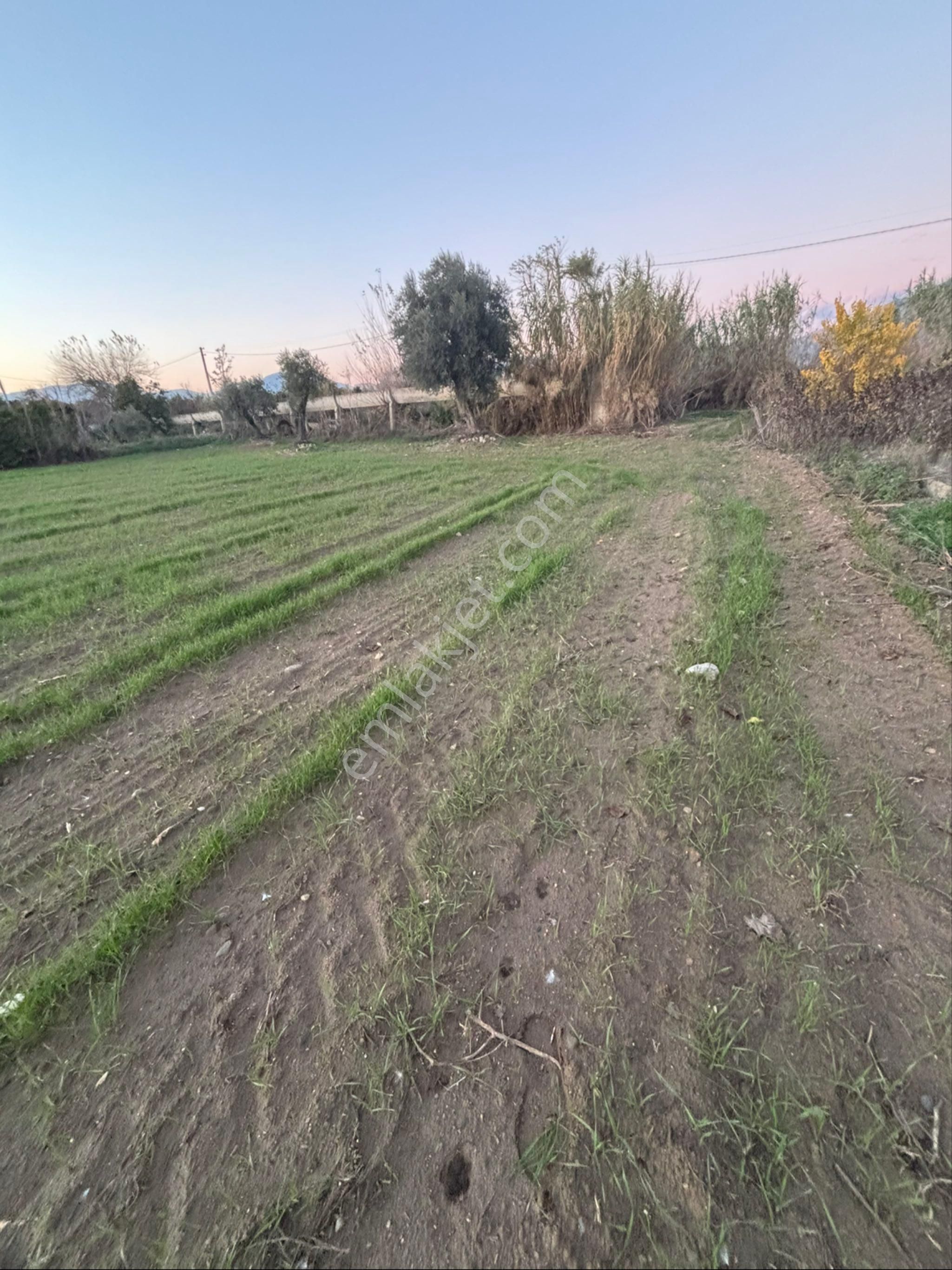 Sezgin Emlak Dan Nazilli Sinekler Asfalt Kenarı Satılık Bahçe - Görsel 20