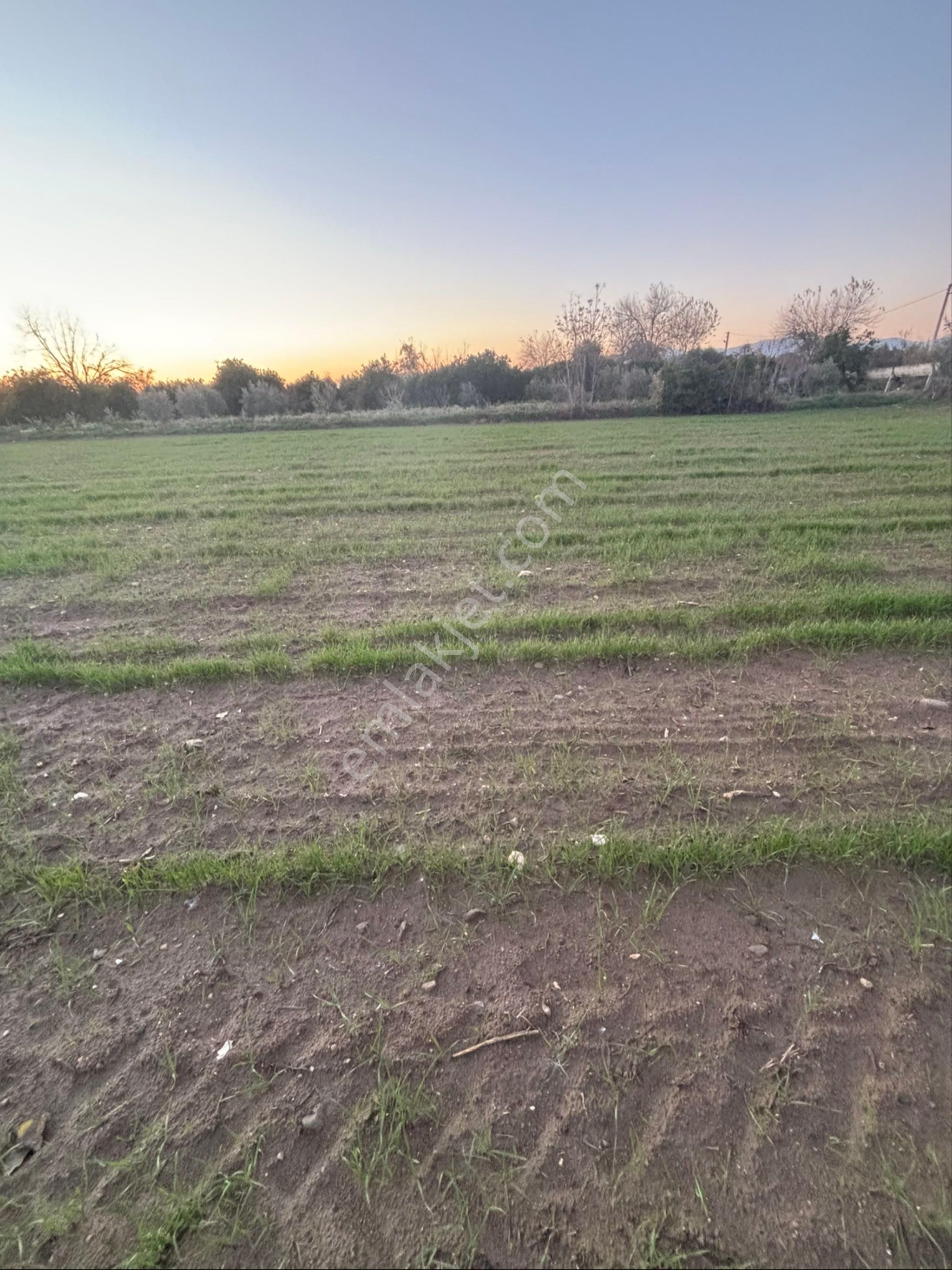 Sezgin Emlak Dan Nazilli Sinekler Asfalt Kenarı Satılık Bahçe - Görsel 21