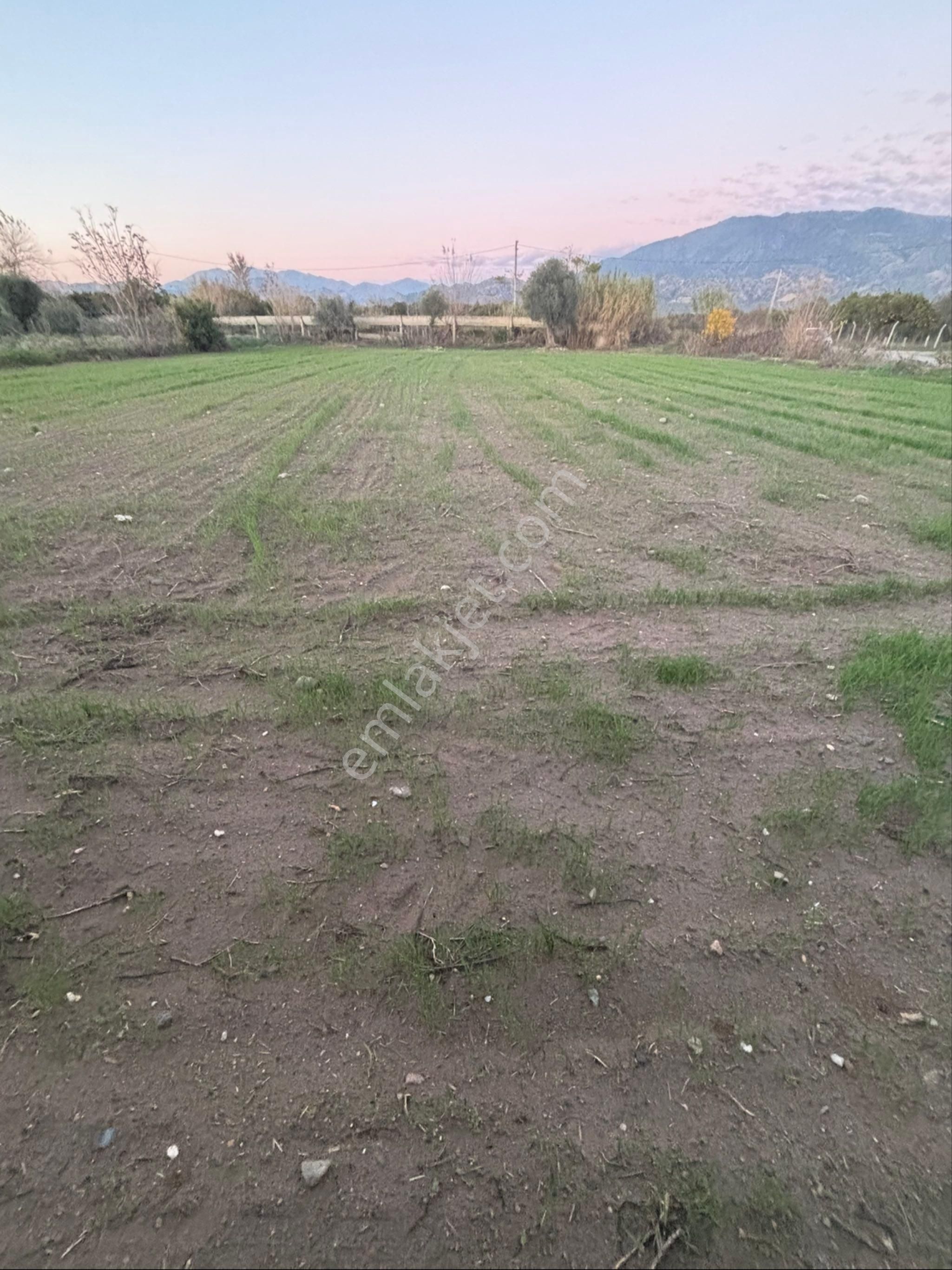 Sezgin Emlak Dan Nazilli Sinekler Asfalt Kenarı Satılık Bahçe - Görsel 15