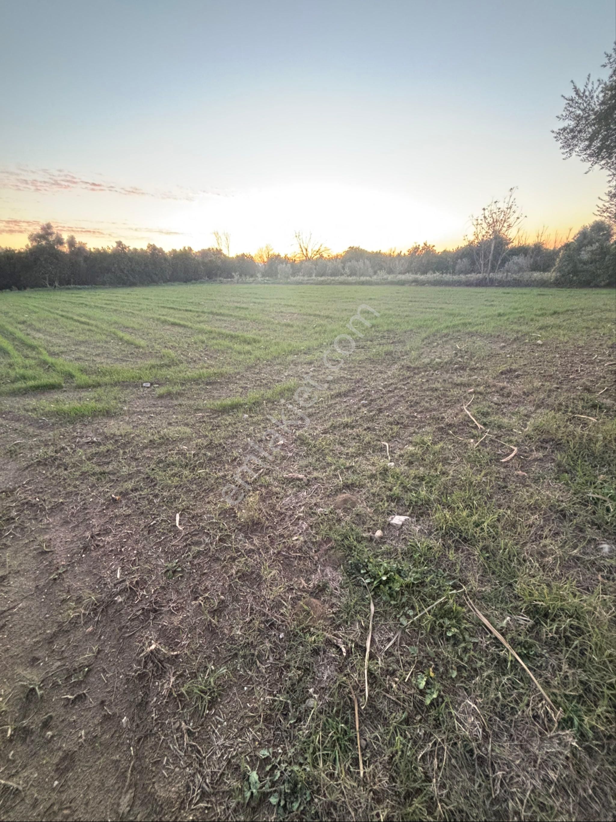 Sezgin Emlak Dan Nazilli Sinekler Asfalt Kenarı Satılık Bahçe - Görsel 23