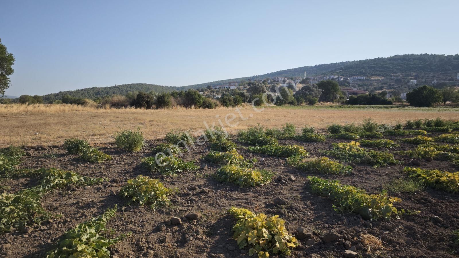 Urla Kadıovacık Mh Satılık Satılık Tek Tapu Tarla - Görsel 33