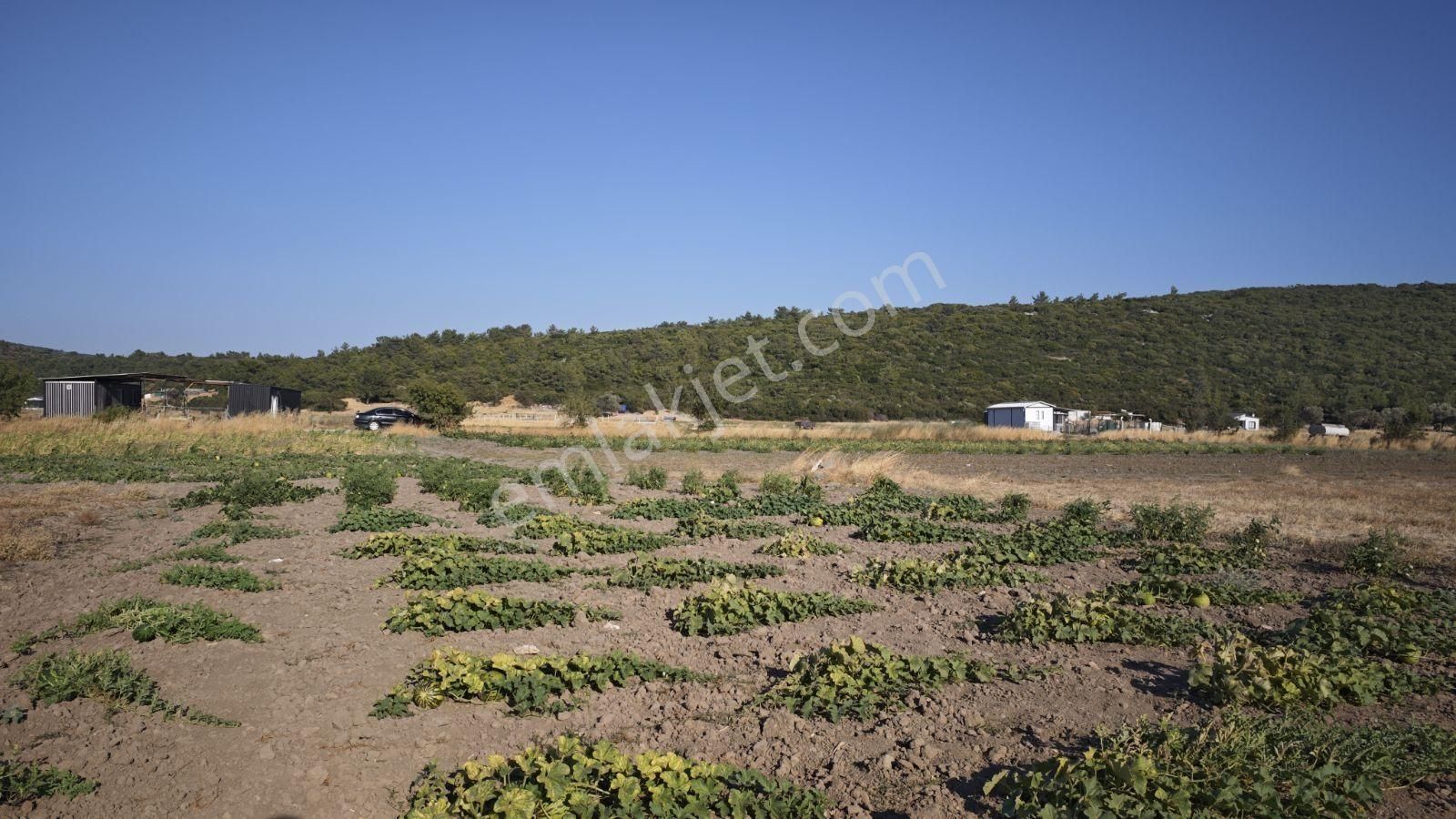 Urla Kadıovacık Mh Satılık Satılık Tek Tapu Tarla - Görsel 29