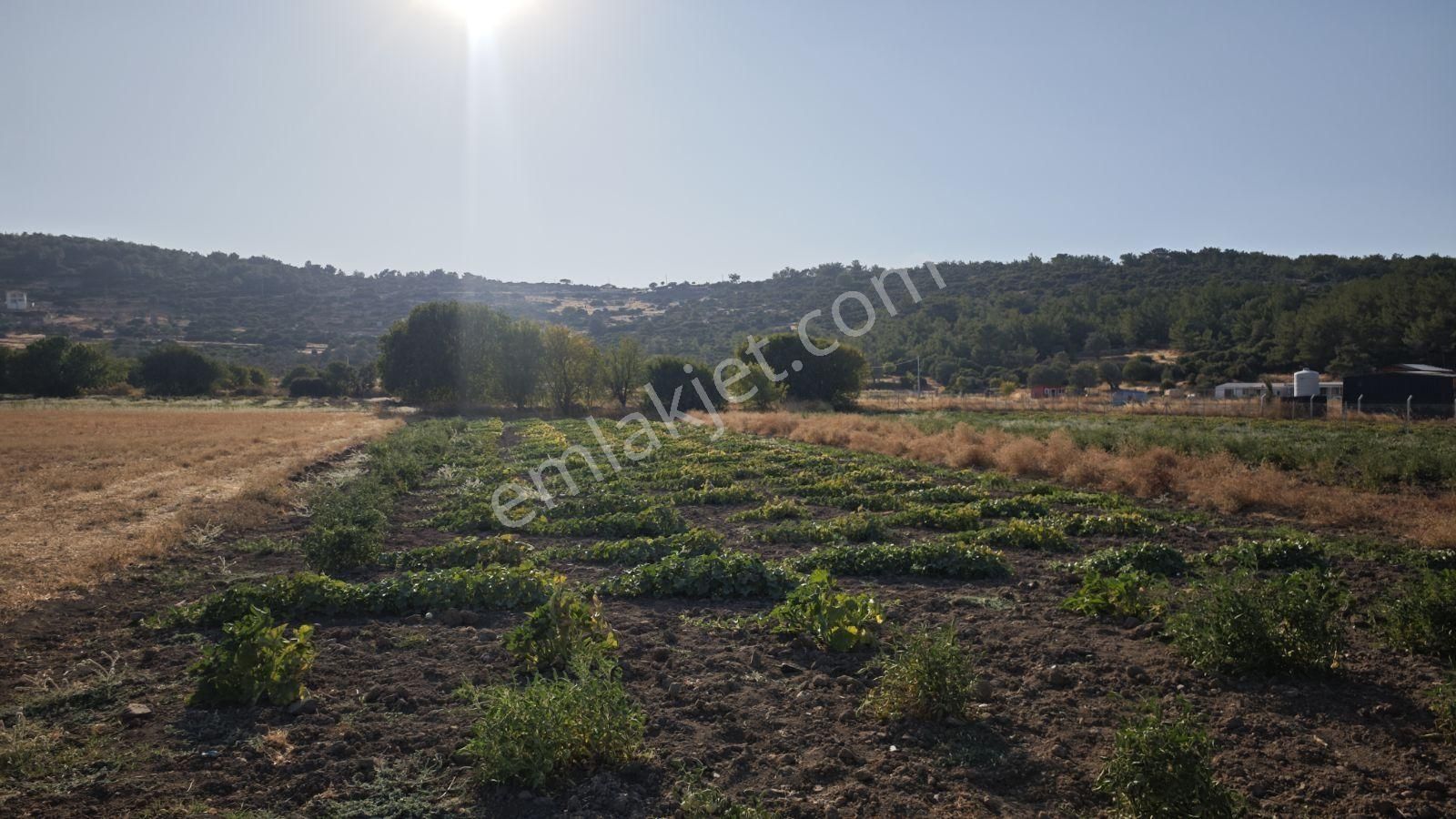 Urla Kadıovacık Mh Satılık Satılık Tek Tapu Tarla - Görsel 16