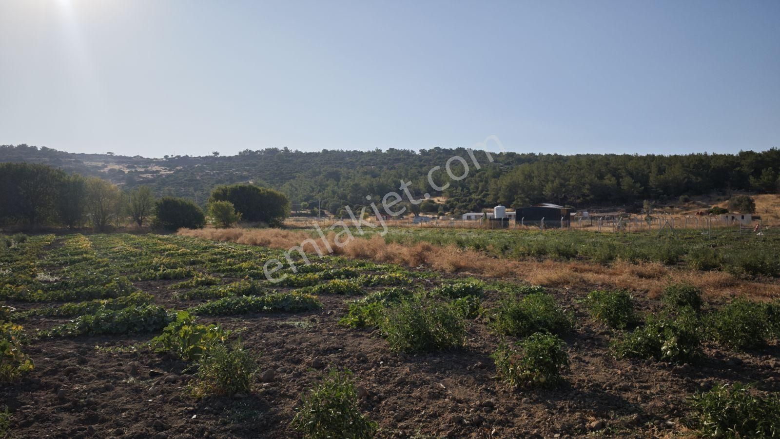 Urla Kadıovacık Mh Satılık Satılık Tek Tapu Tarla - Görsel 10