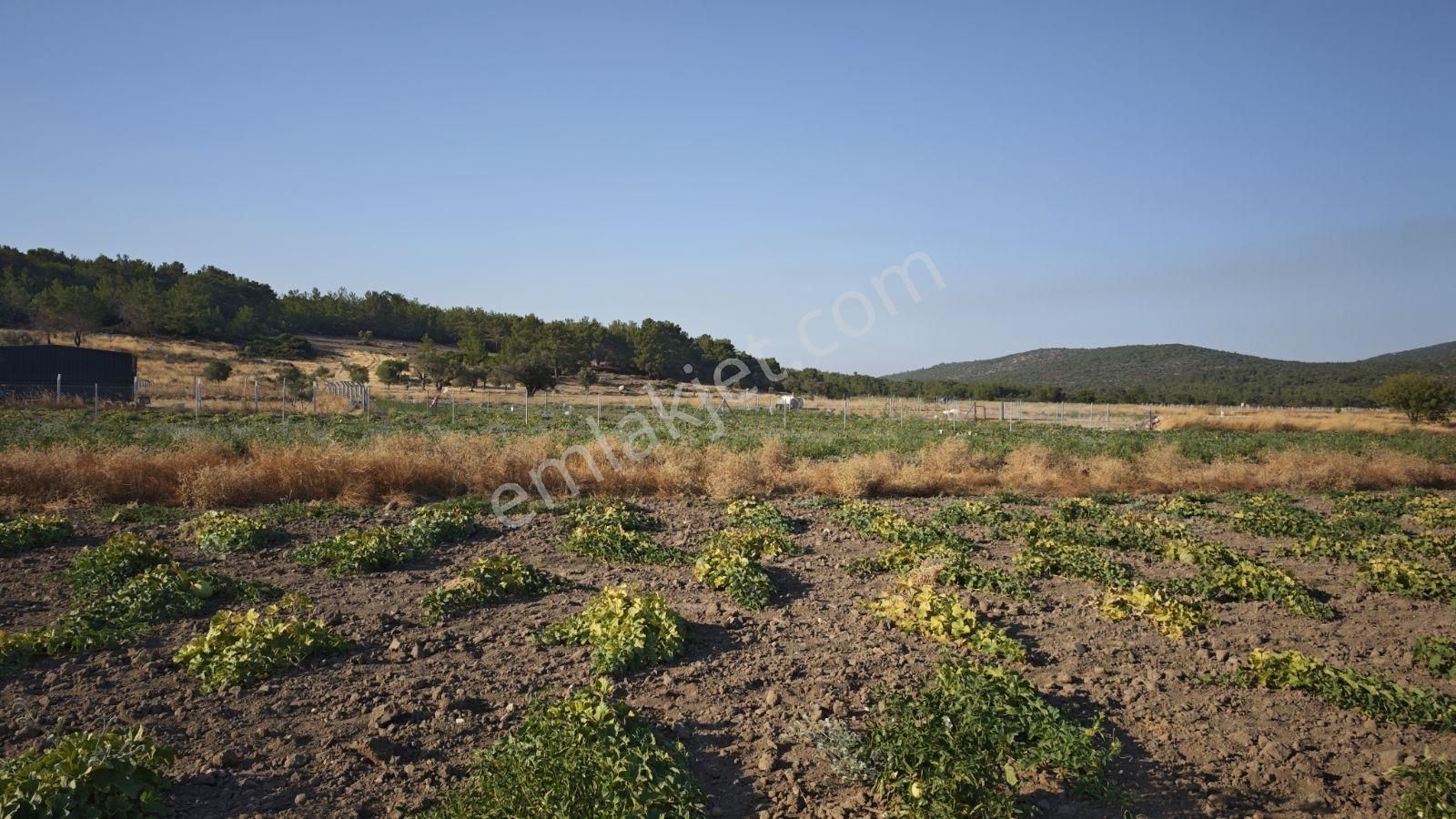 Urla Kadıovacık Mh Satılık Satılık Tek Tapu Tarla - Görsel 8