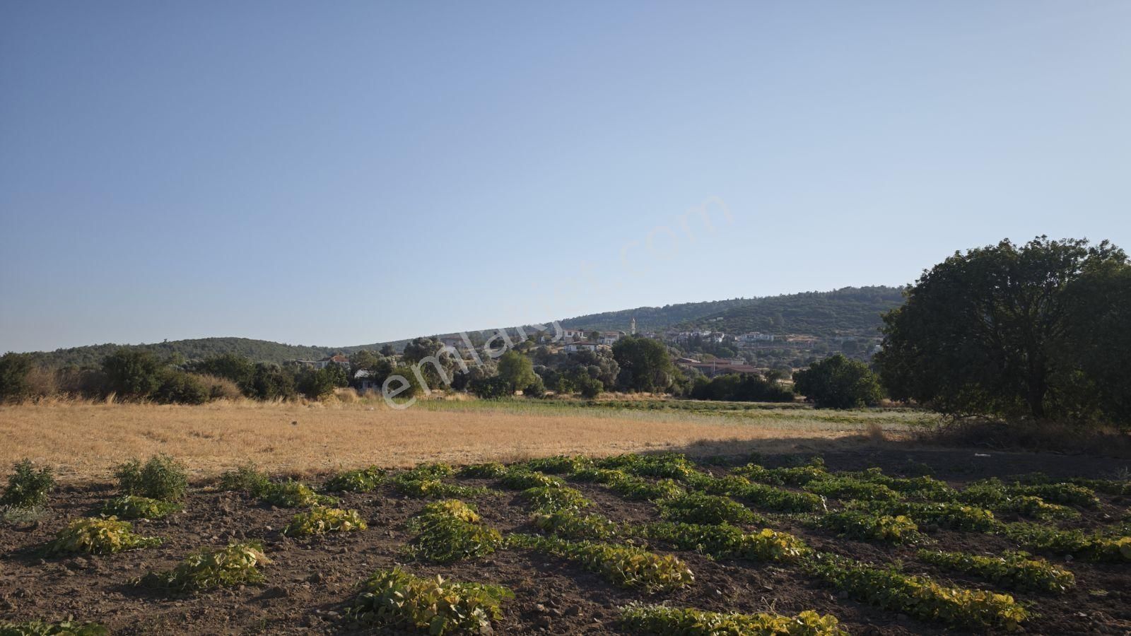 Urla Kadıovacık Mh Satılık Satılık Tek Tapu Tarla - Görsel 22