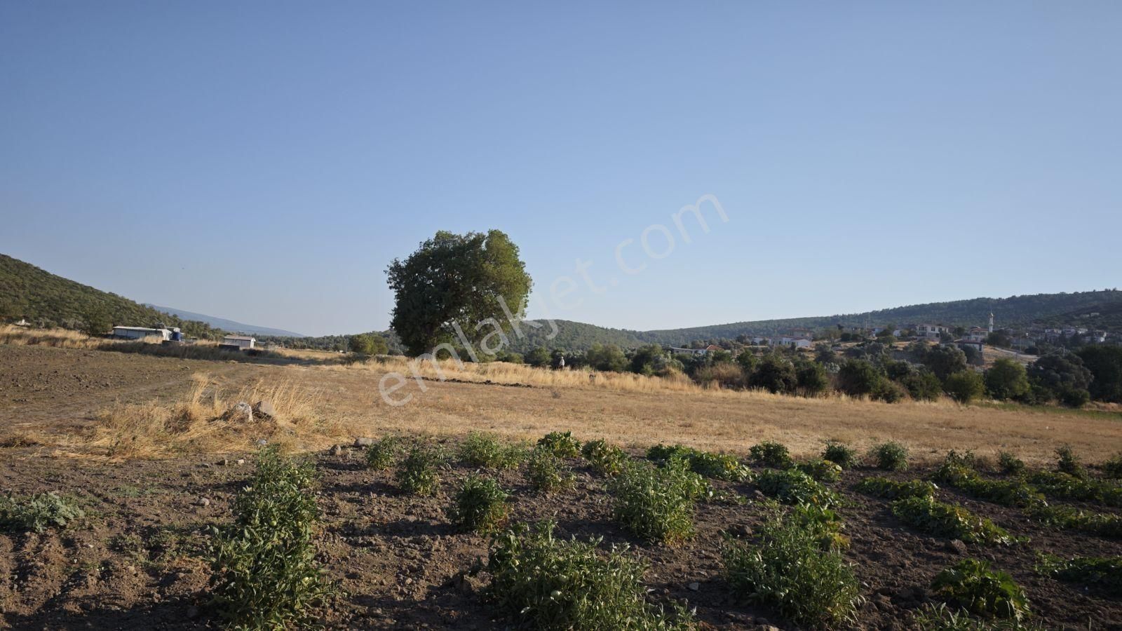 Urla Kadıovacık Mh Satılık Satılık Tek Tapu Tarla - Görsel 3